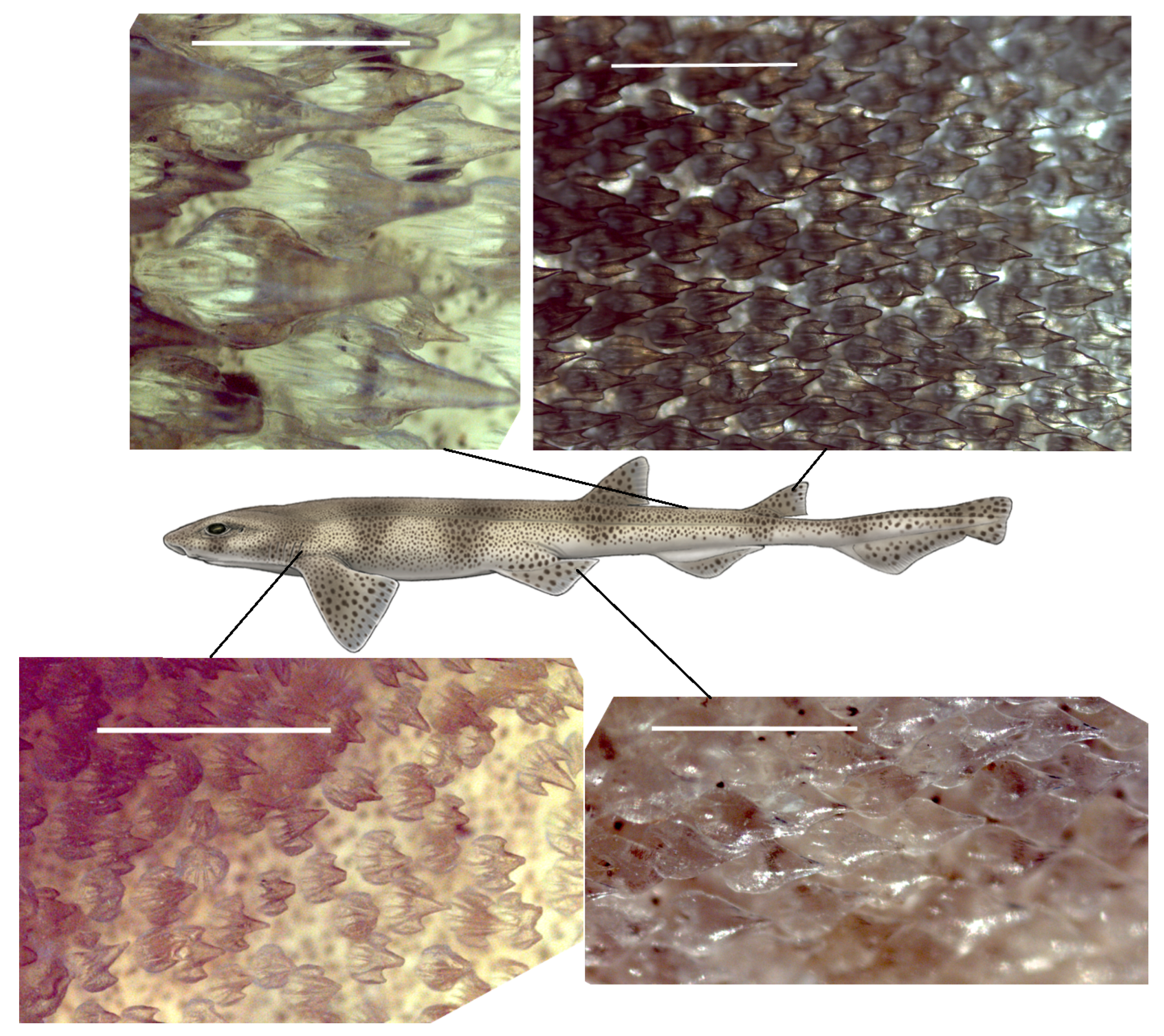 Biomimetics 04 00038 g001