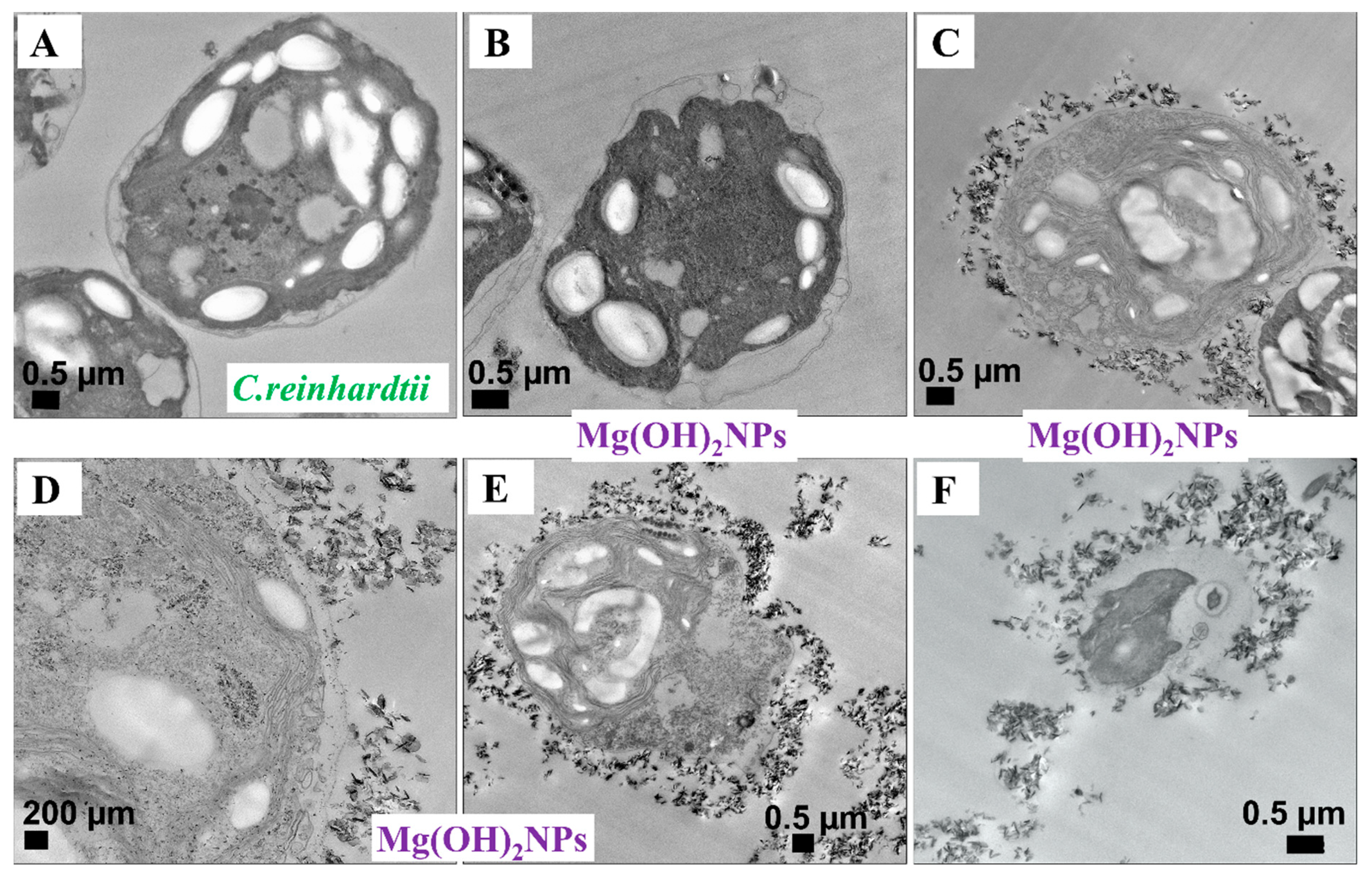 Biomimetics 04 00041 g006