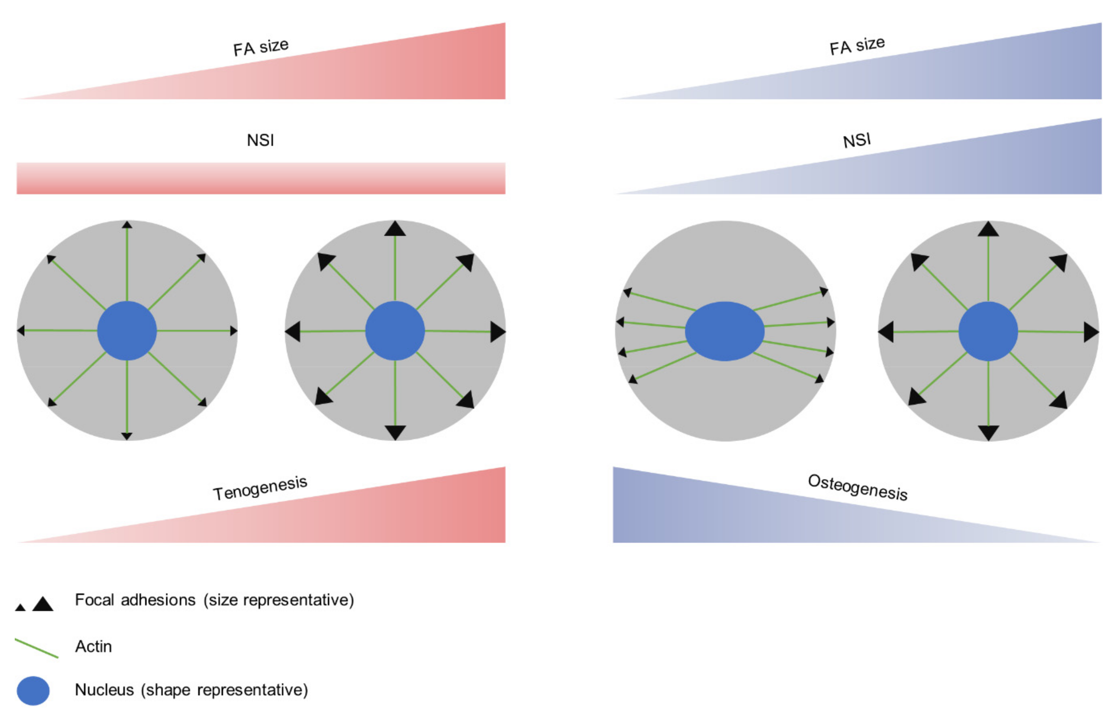 Biomimetics 04 00043 g004