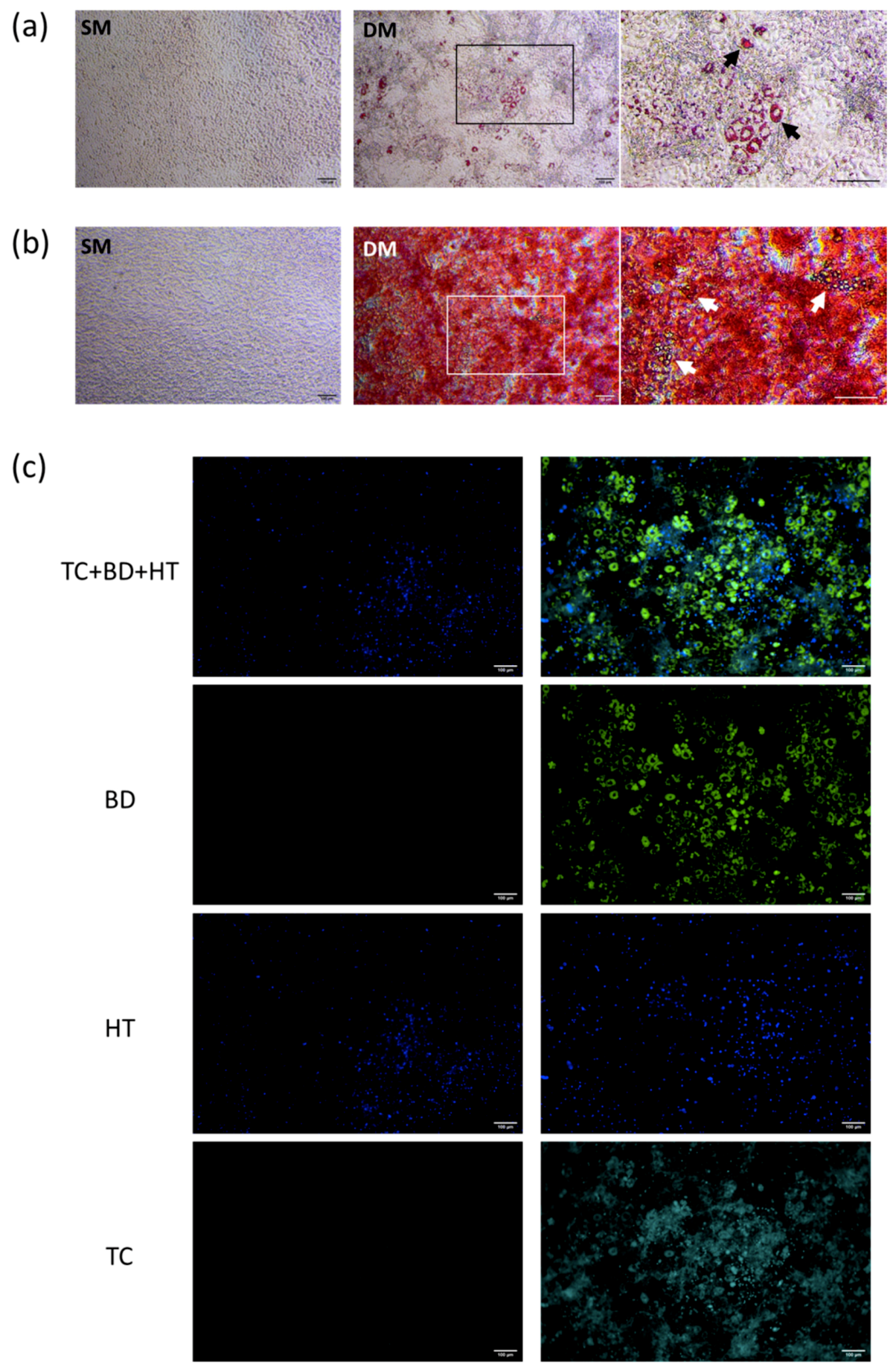Biomimetics Free Full Text Live Simultaneous Monitoring Of Mineral Deposition And Lipid Accumulation In Differentiating Stem Cells Html