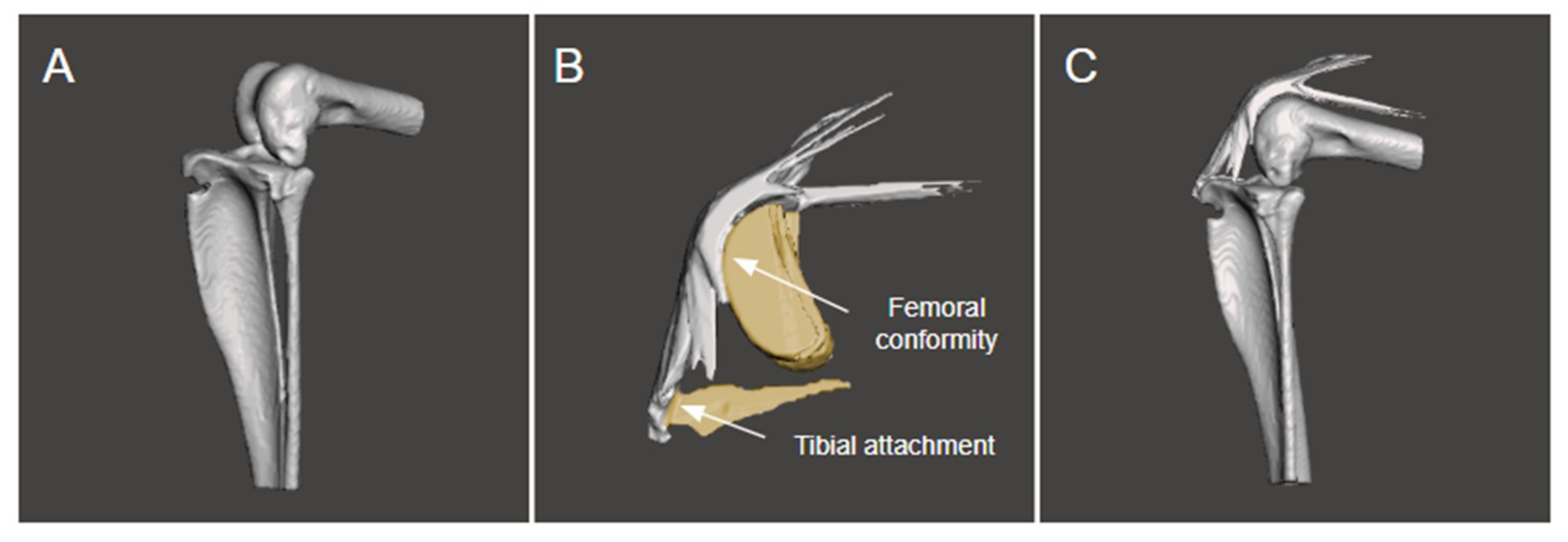 Biomimetics 04 00052 g002