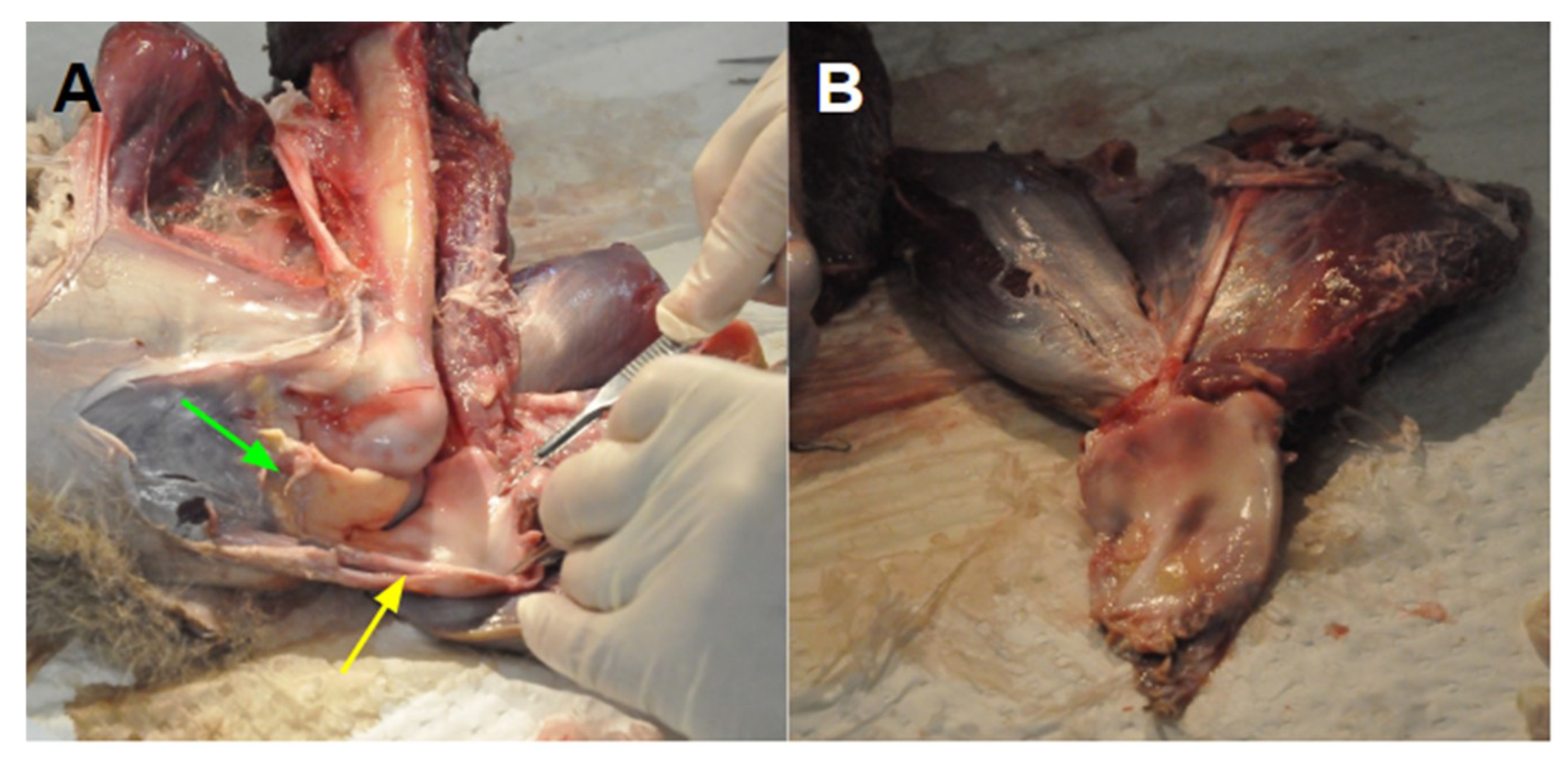 Biomimetics 04 00052 g004