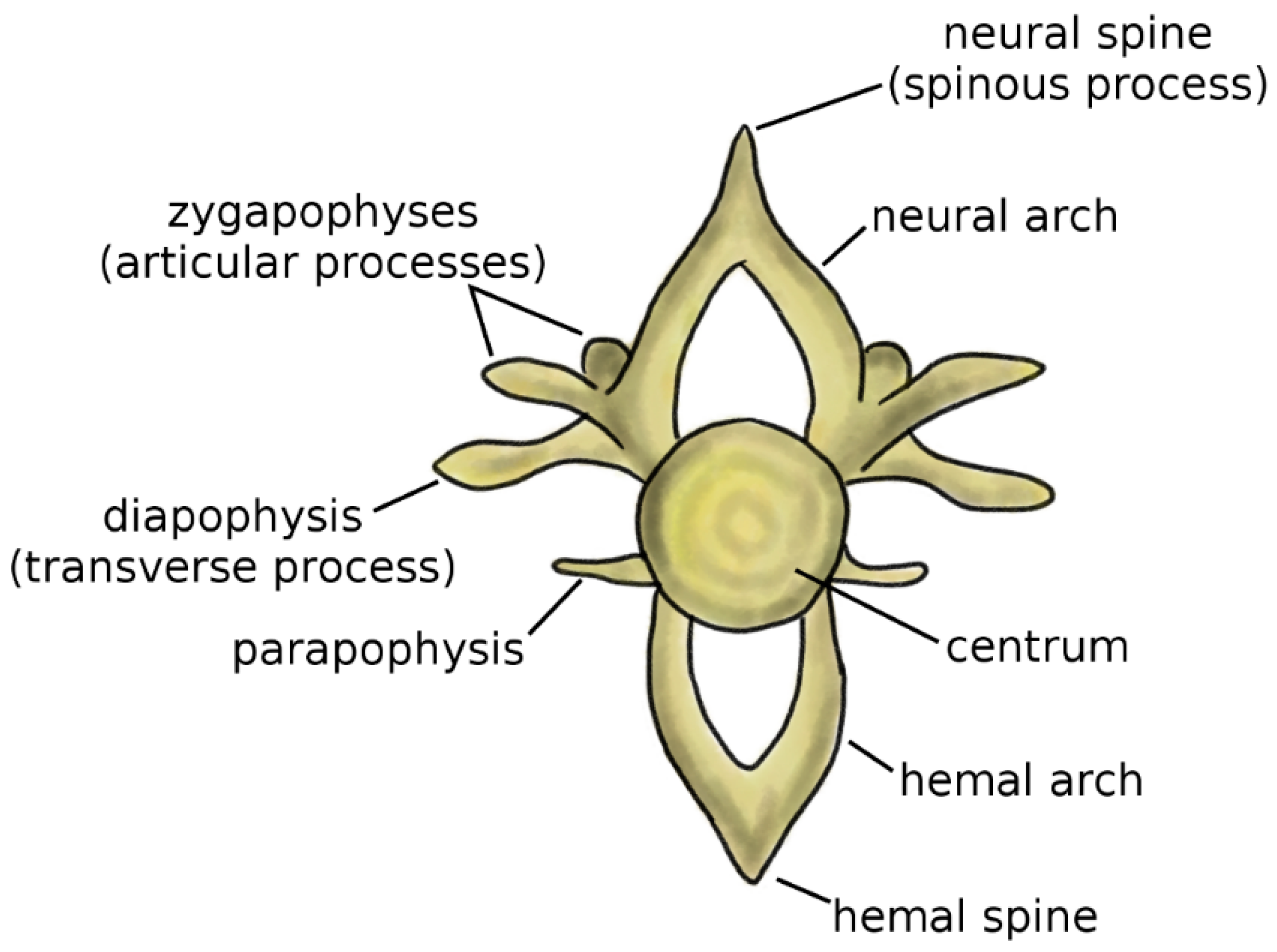 human caudal vertebrae