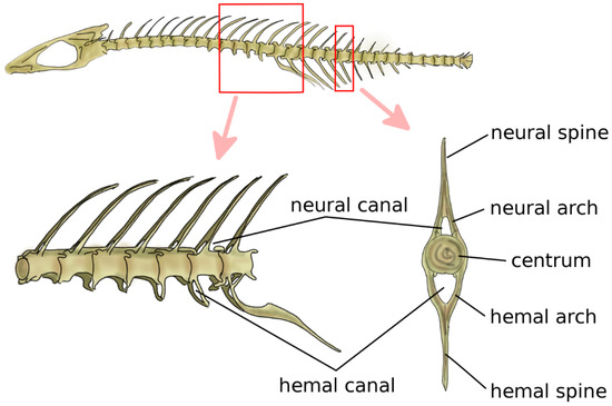 Facts About the Spine, Shoulder, and Pelvis - Stanford Medicine Children's  Health