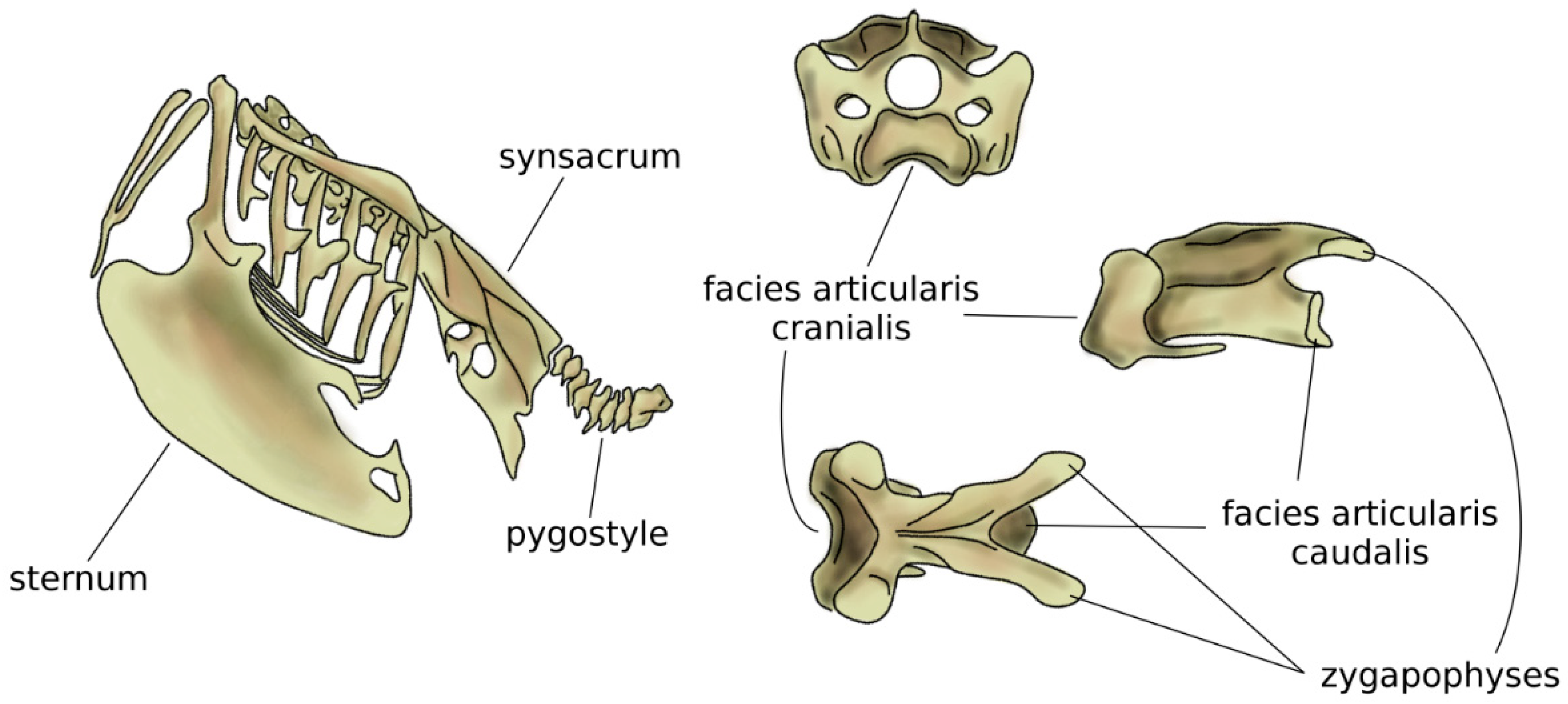 Biomimetics | Free Full-Text | The Spine: A Strong, Stable, and Flexible Structure with Biomimetics Potential Biomimetics | Free Full-Text | The Spine: A Strong, Stable, and Flexible Structure with Biomimetics Potential