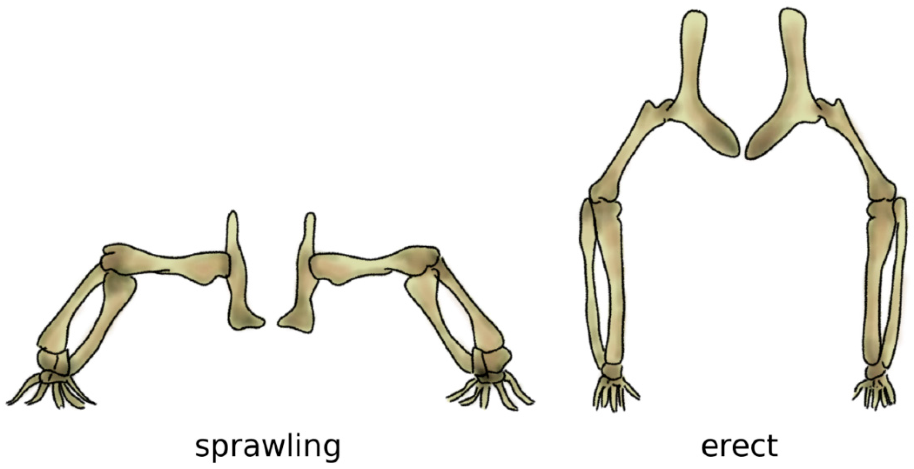 Biomimetics 04 00060 g006