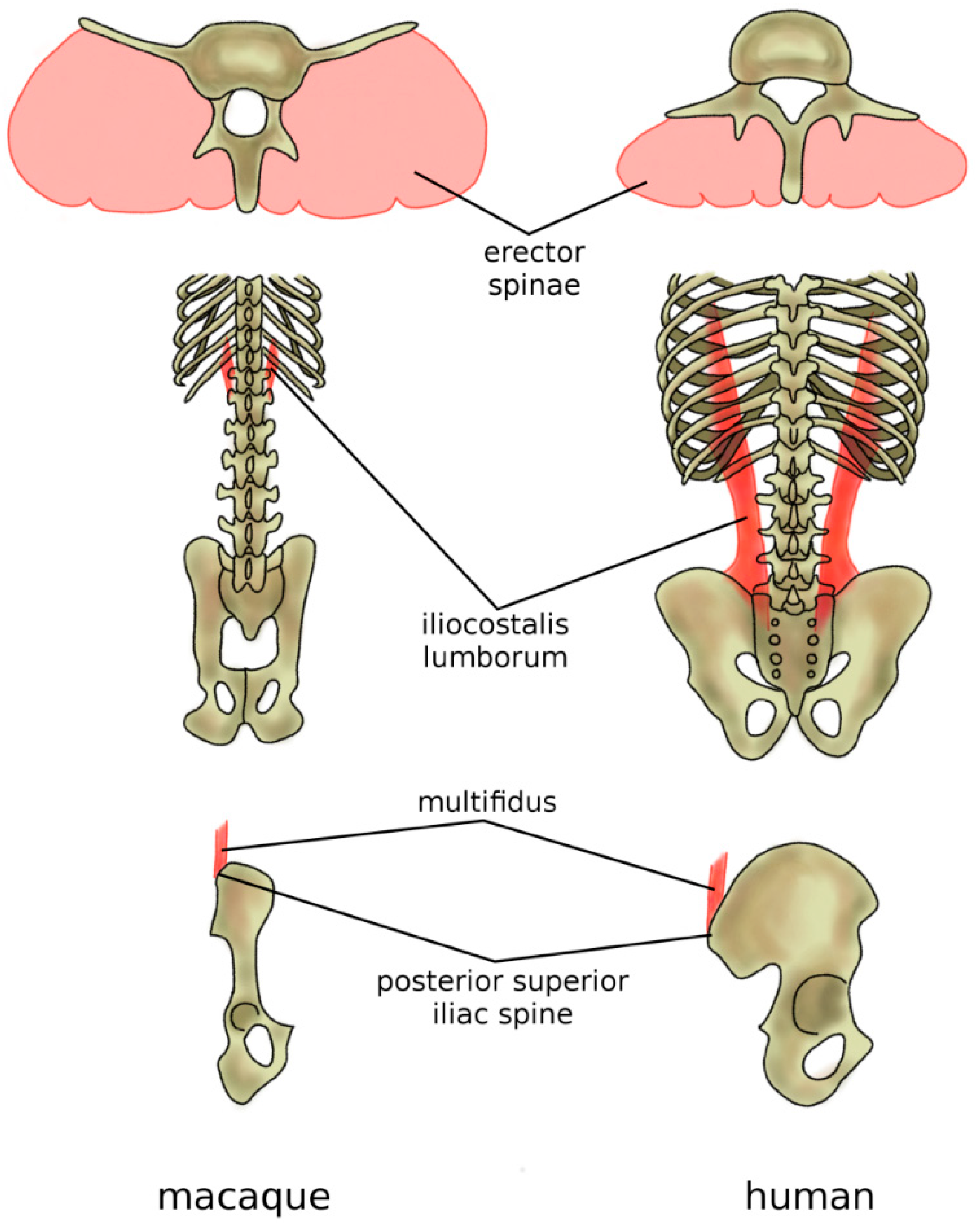 Biomimetics Free Full Text The Spine A Strong Stable And Flexible Structure With Biomimetics Potential Html