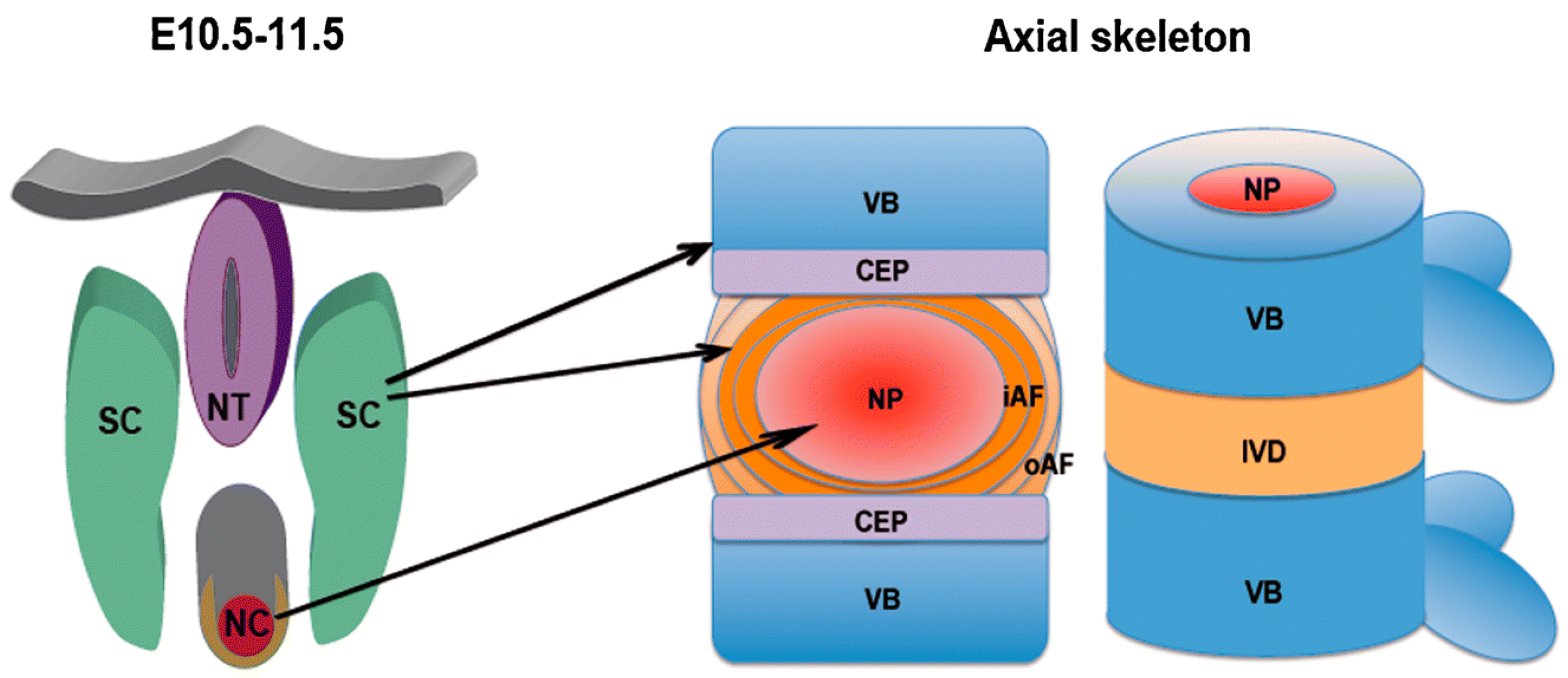 Biomimetics 04 00060 g011
