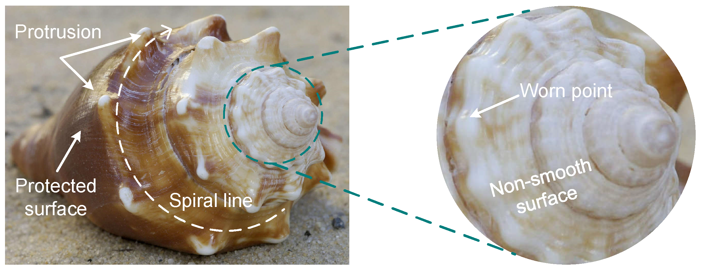 Biomimetics 04 00063 g002