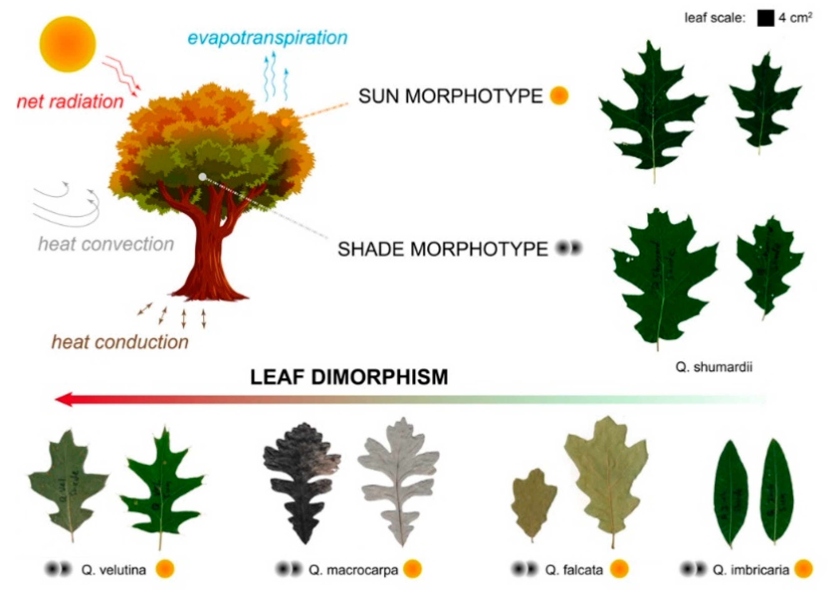 Biomimetics 04 00075 g001