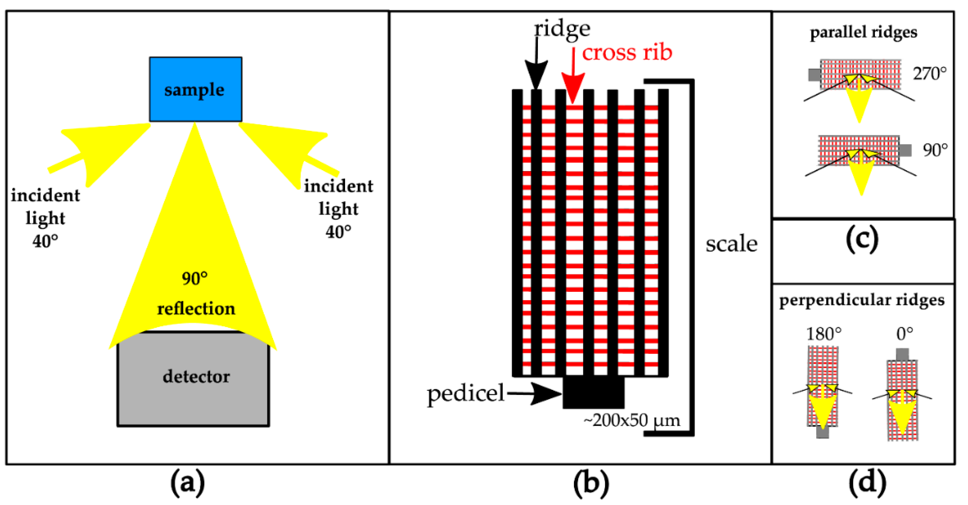 Biomimetics 05 00005 g001