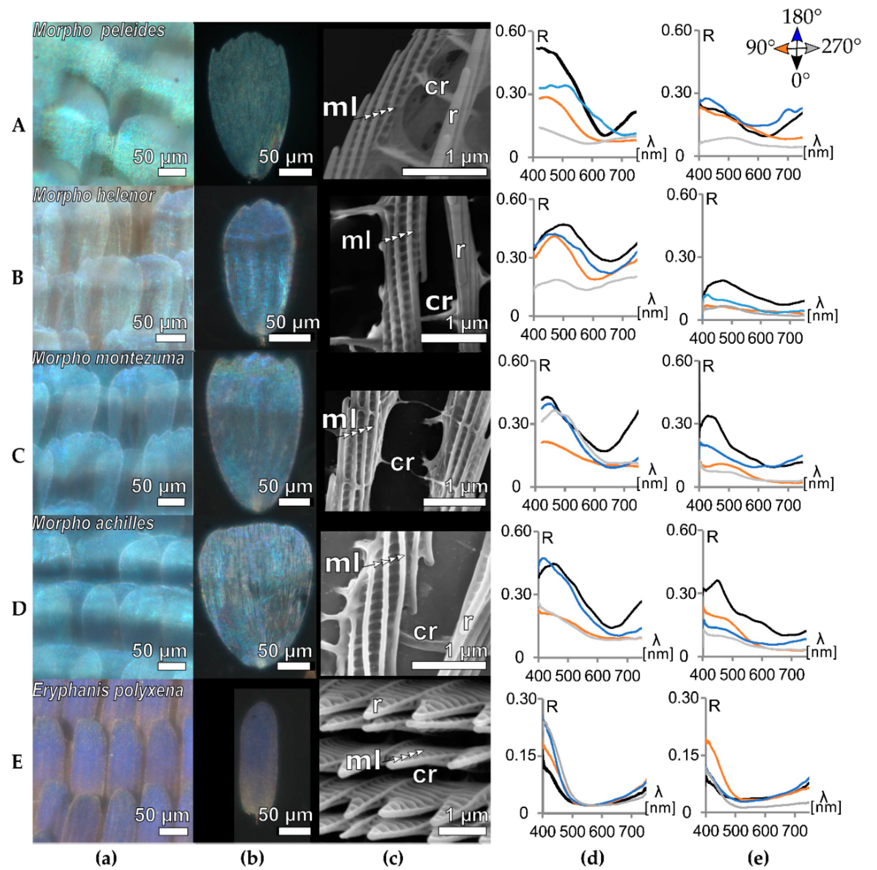 Biomimetics 05 00005 g003