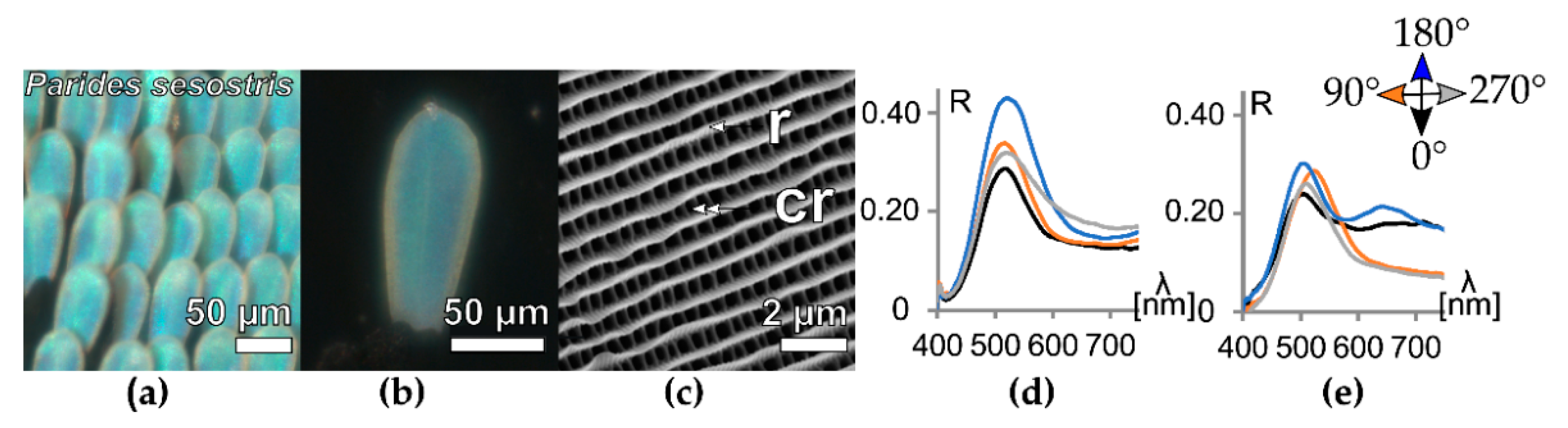 Biomimetics 05 00005 g004