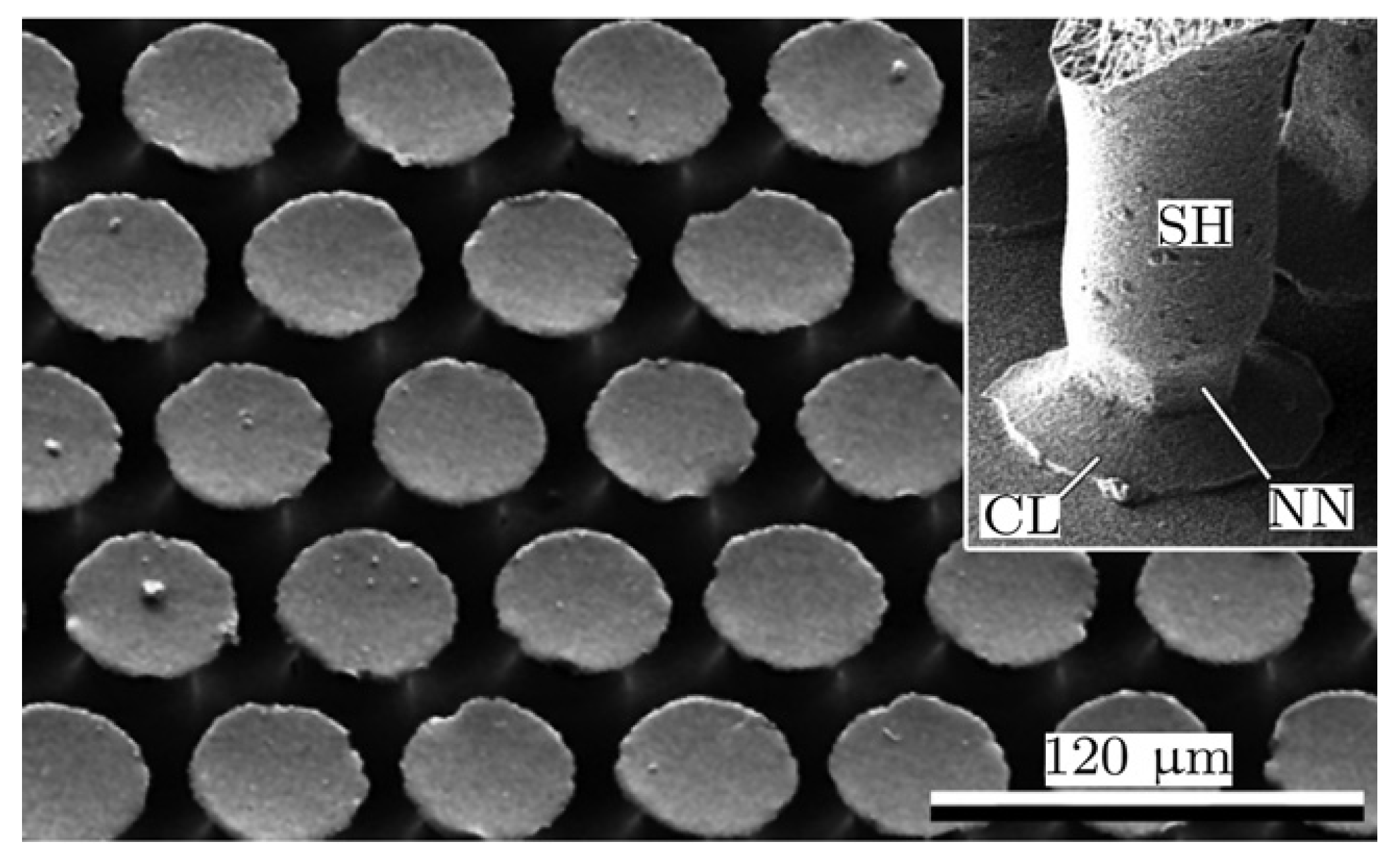 Biomimetics 05 00012 g006