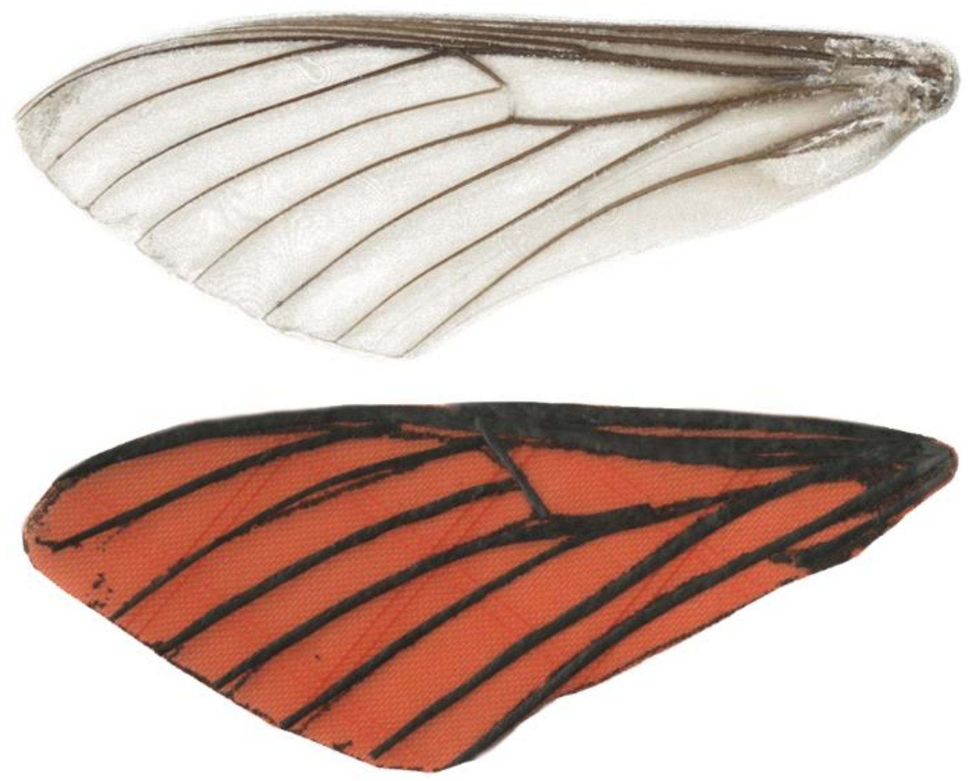 Biomimetics 05 00025 g001 Biomimetics 05 00025 g001