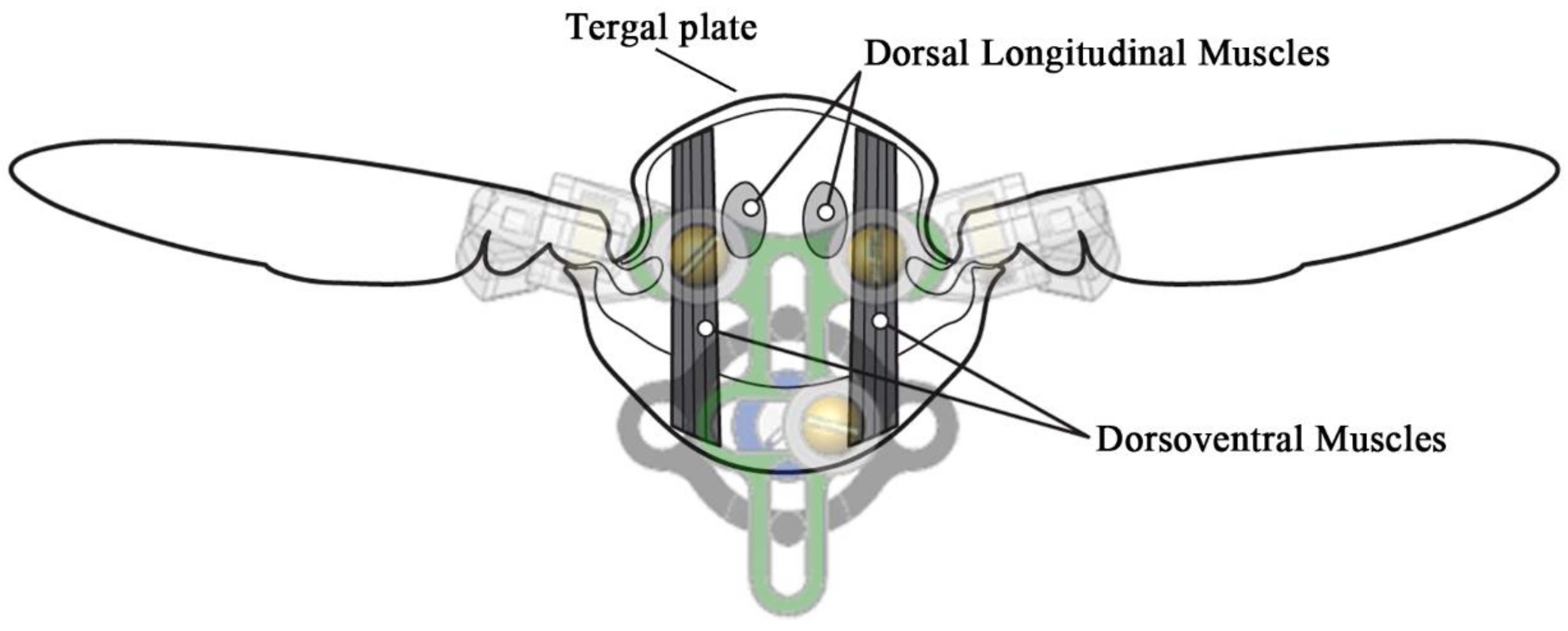 Biomimetics 05 00025 g002 Biomimetics 05 00025 g002