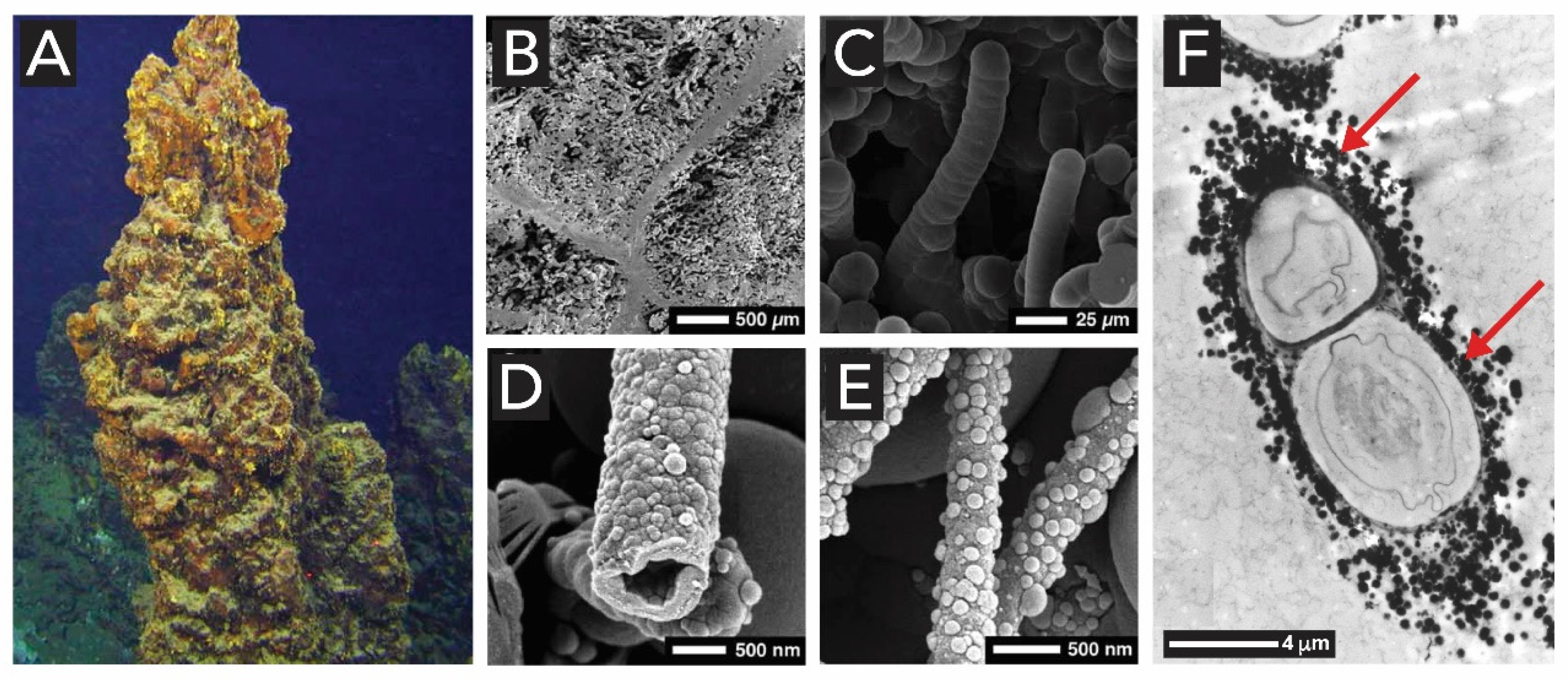 Biomimetics 05 00029 g007