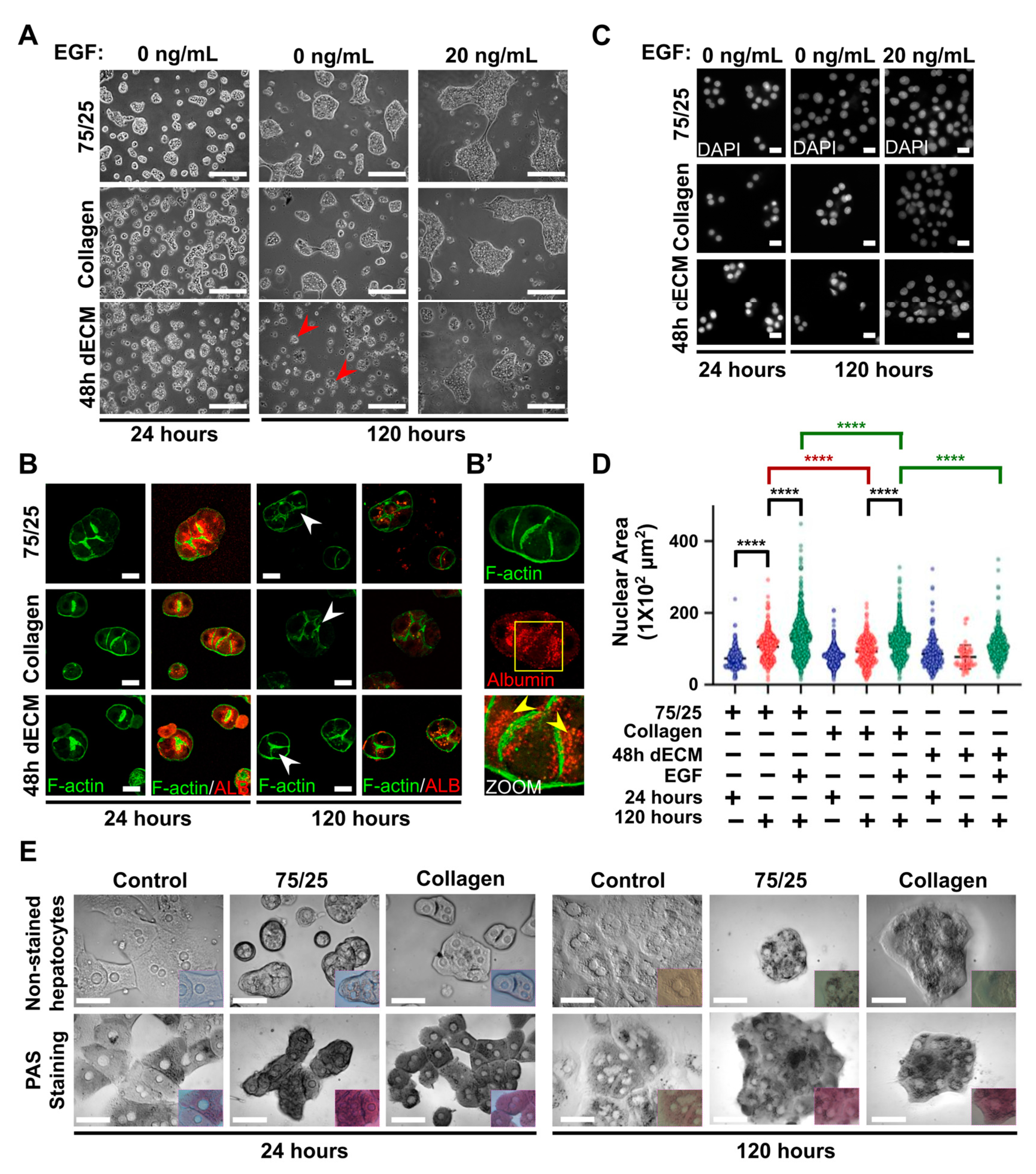 Biomimetics 05 00030 g004