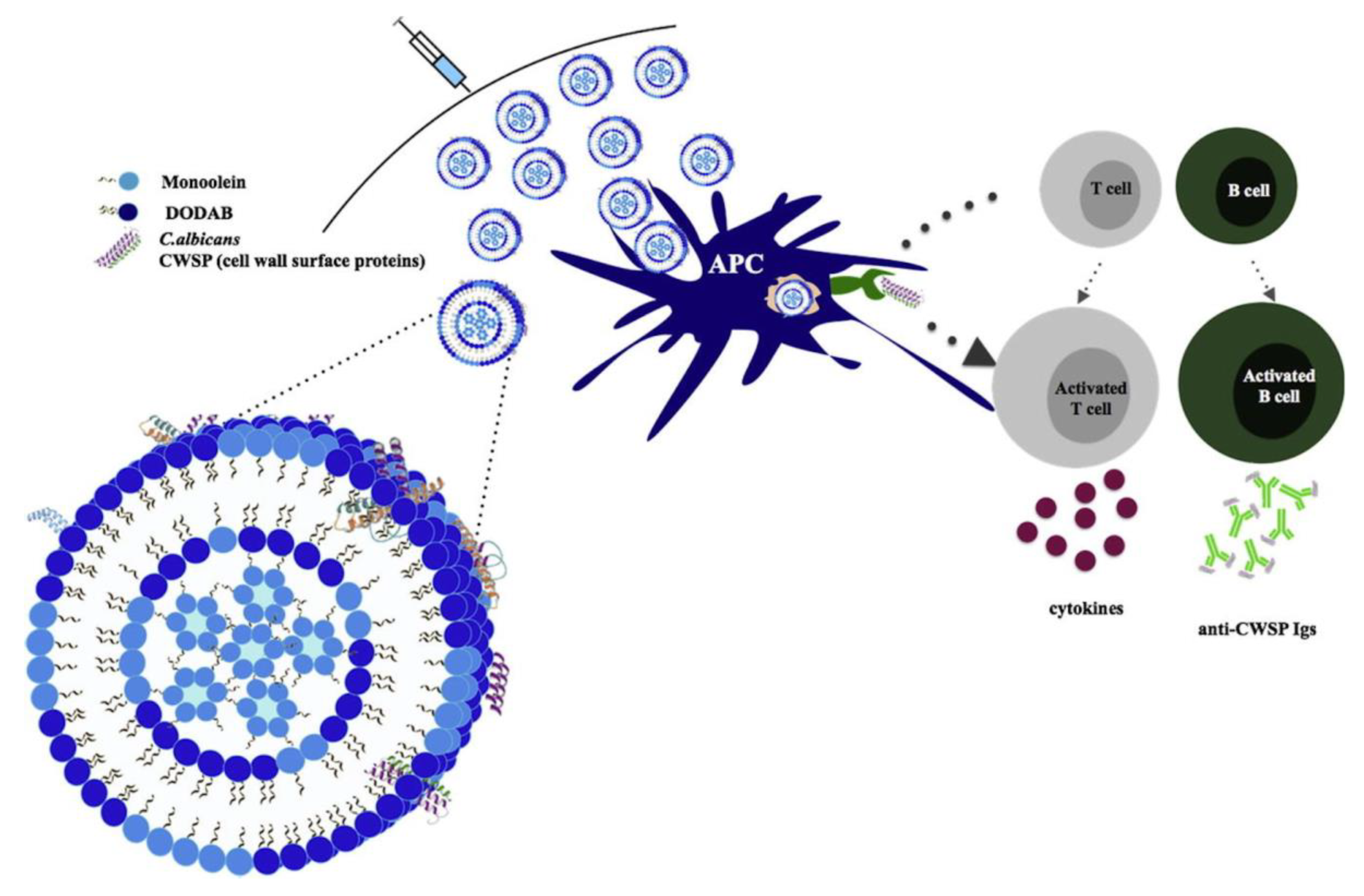 Biomimetics 05 00032 g004