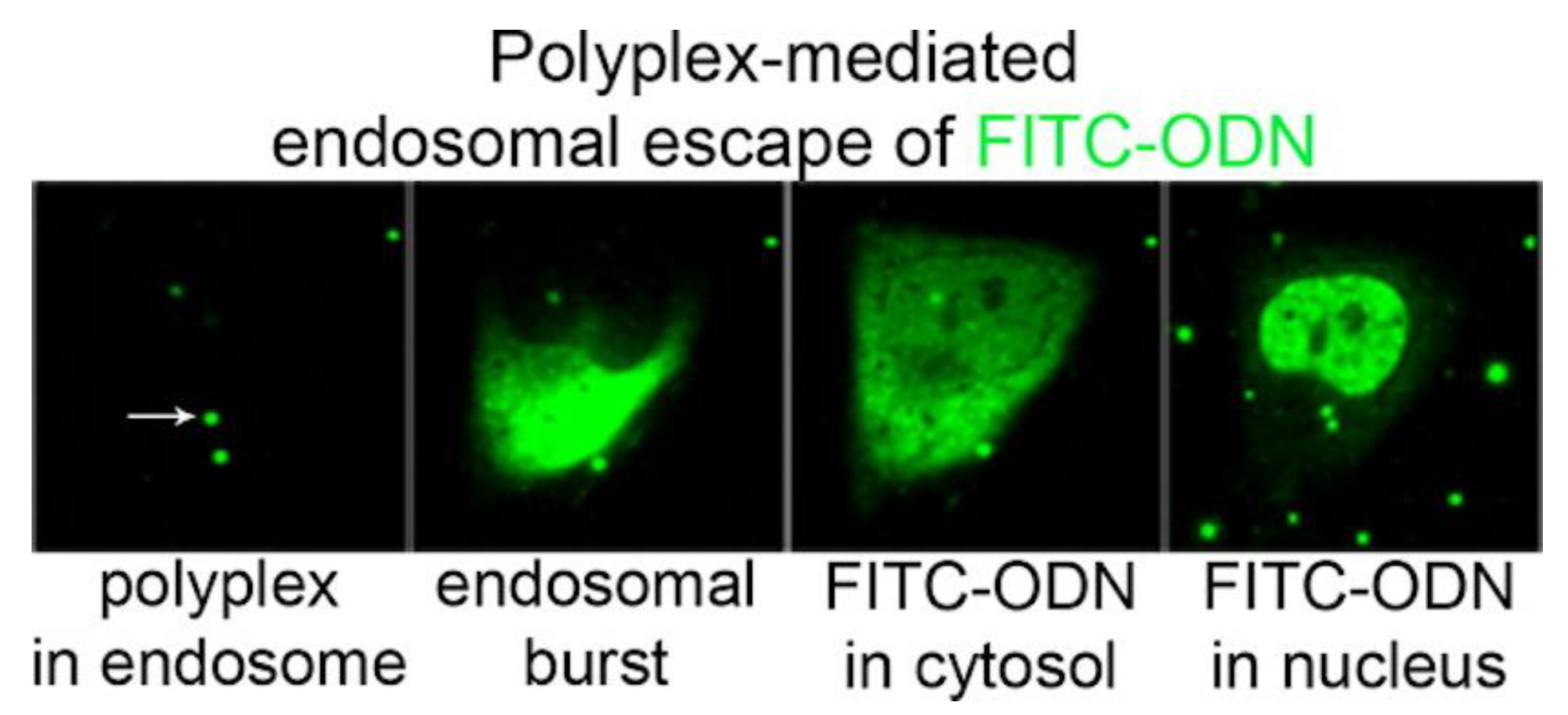 Biomimetics 05 00032 g010