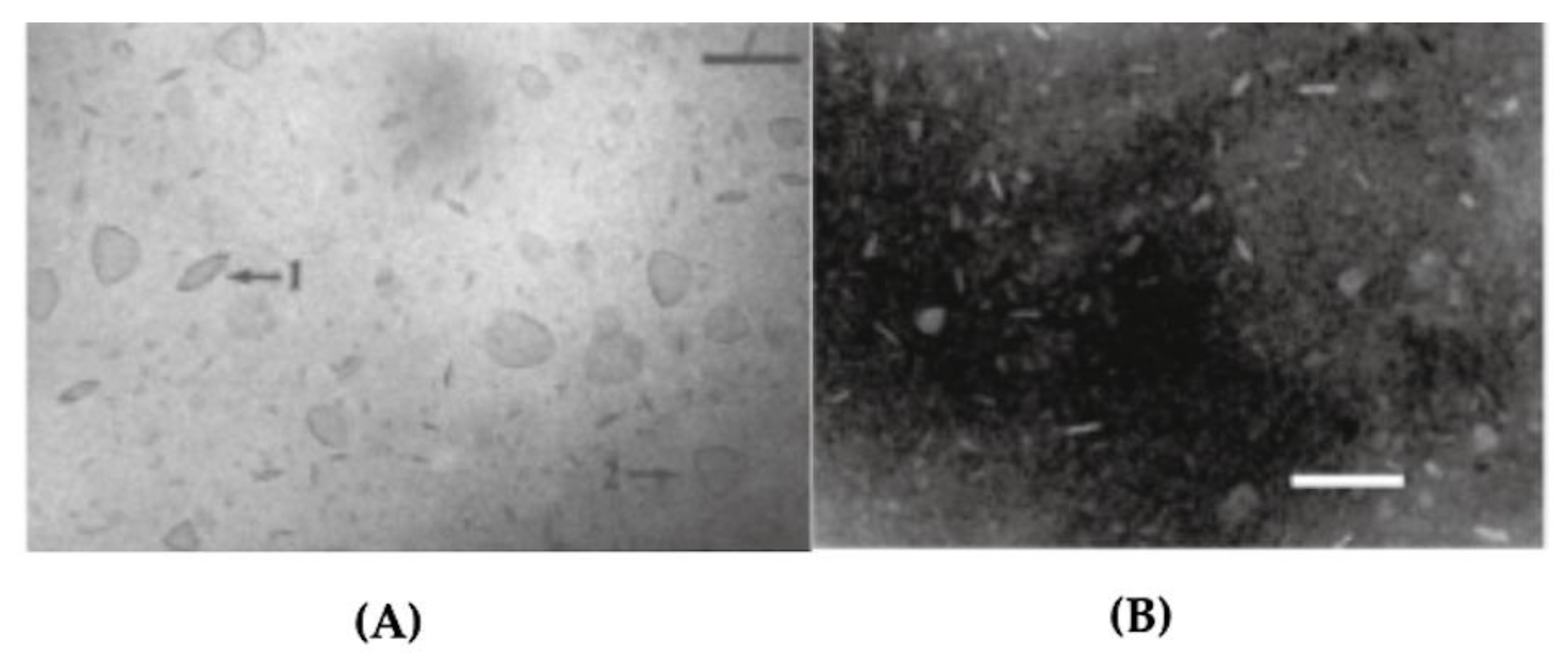 Biomimetics 05 00032 g019