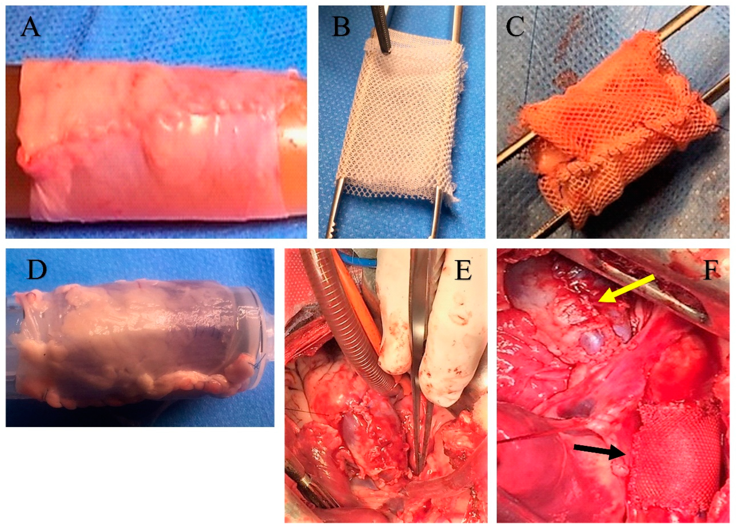 Biomimetics 05 00037 g001
