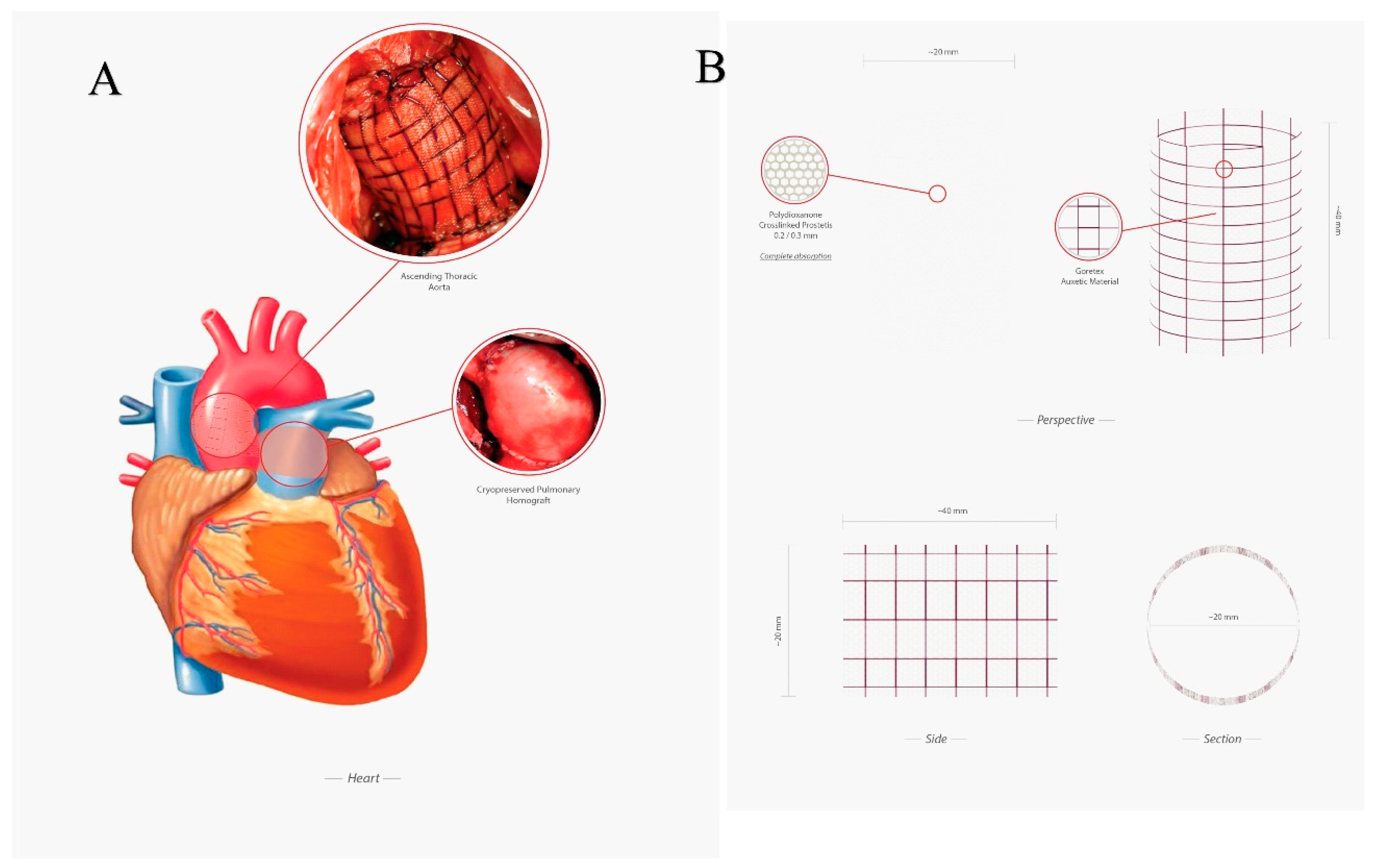 Biomimetics 05 00037 g002