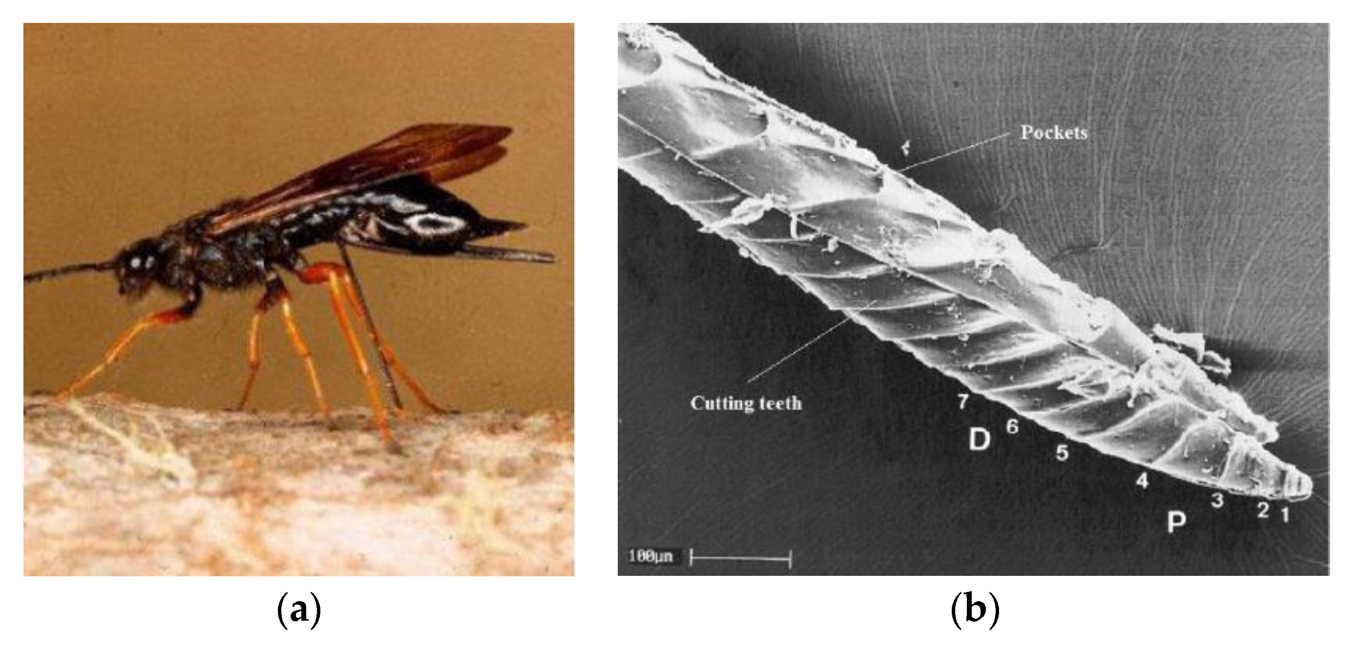 Biomimetics 05 00038 g001
