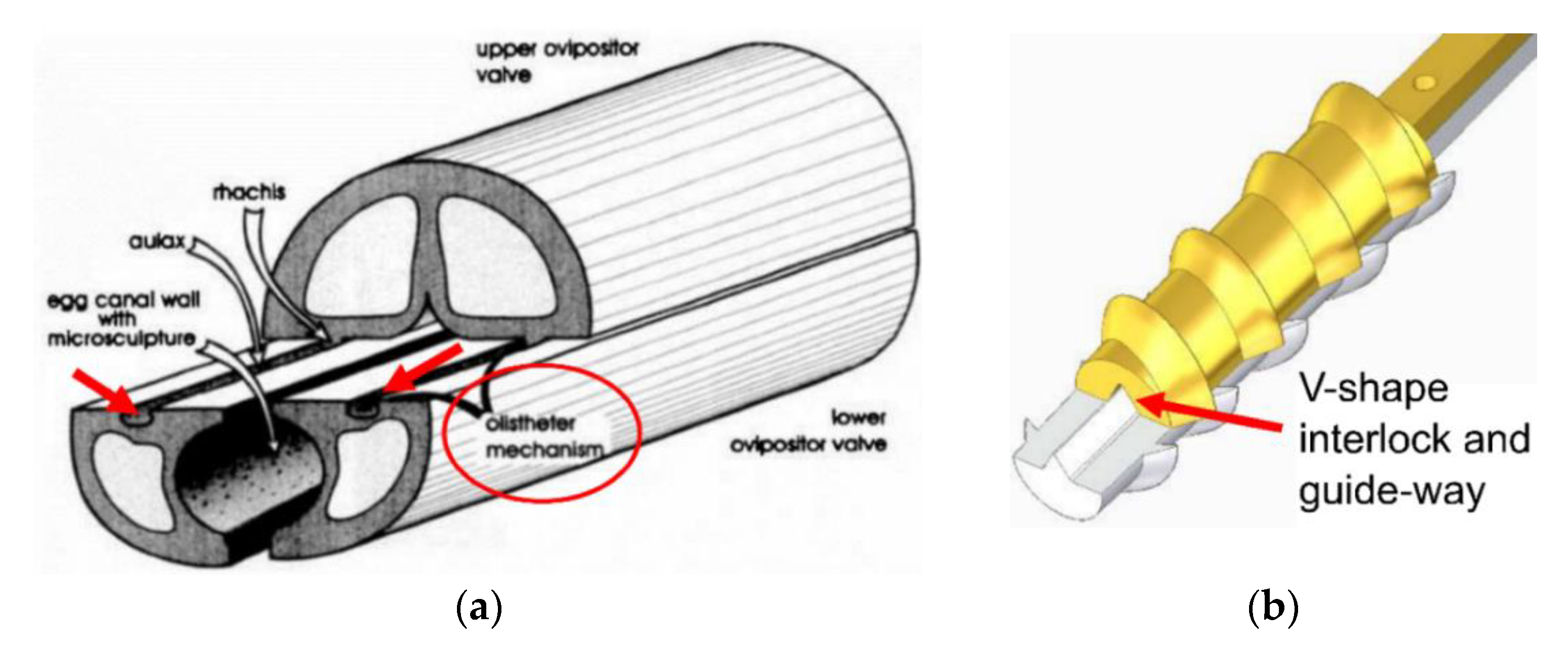 Biomimetics 05 00038 g006