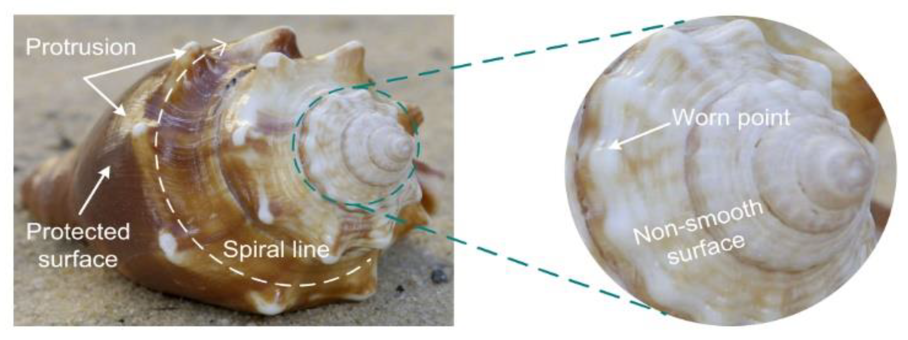 Biomimetics 05 00040 g007