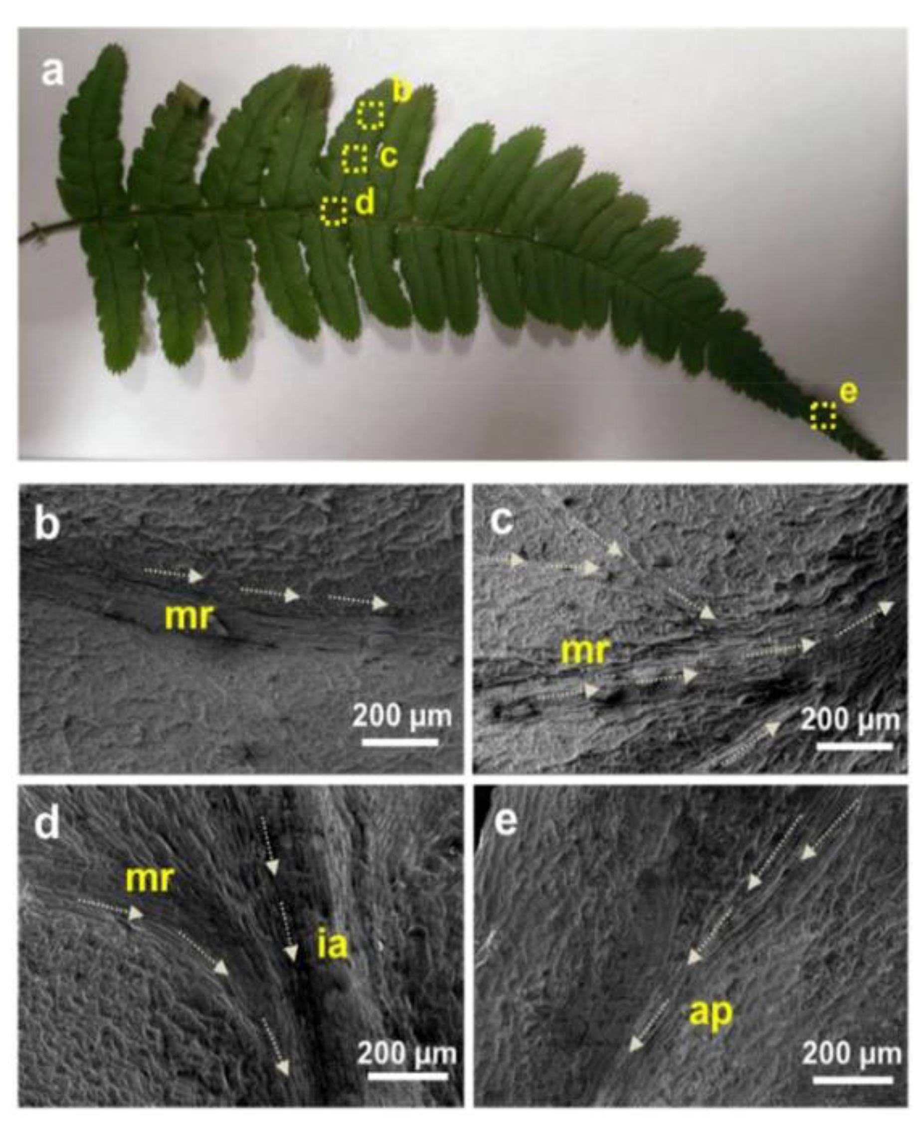 Biomimetics 05 00040 g009