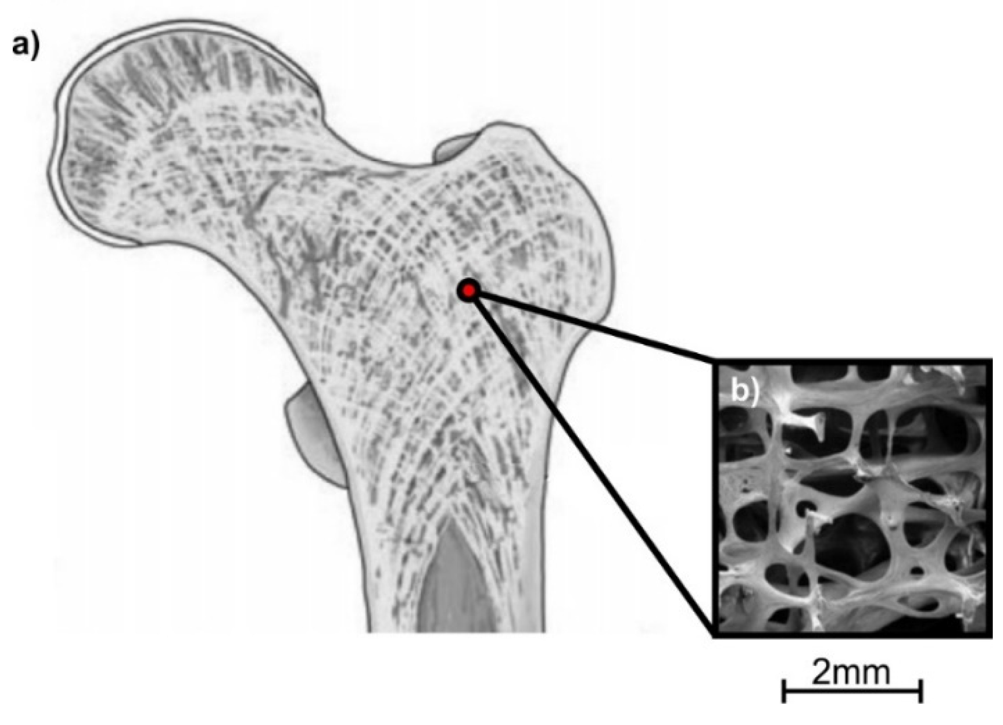 Biomimetics 05 00044 g003 Biomimetics 05 00044 g003