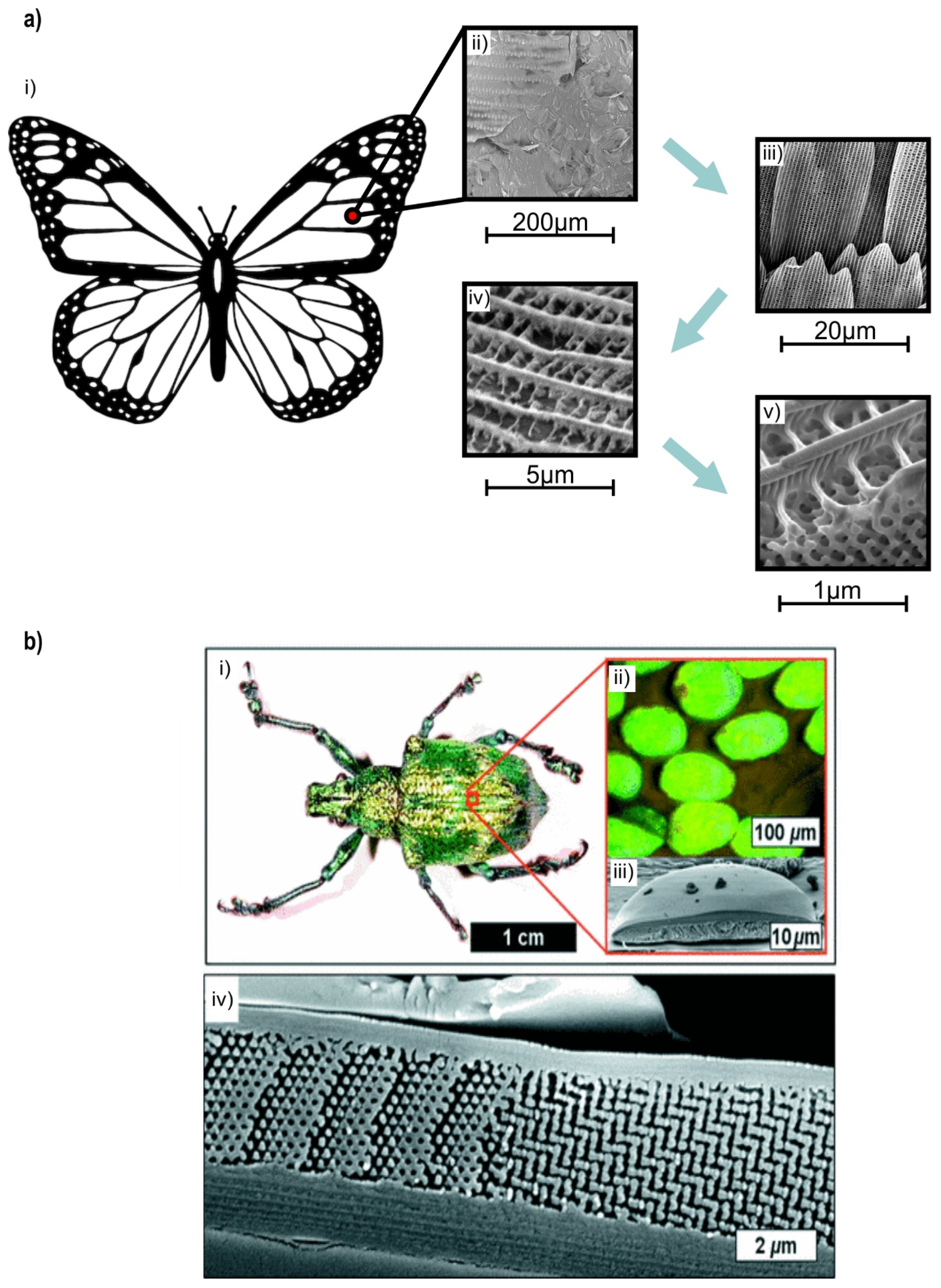Biomimetics 05 00044 g004 Biomimetics 05 00044 g004