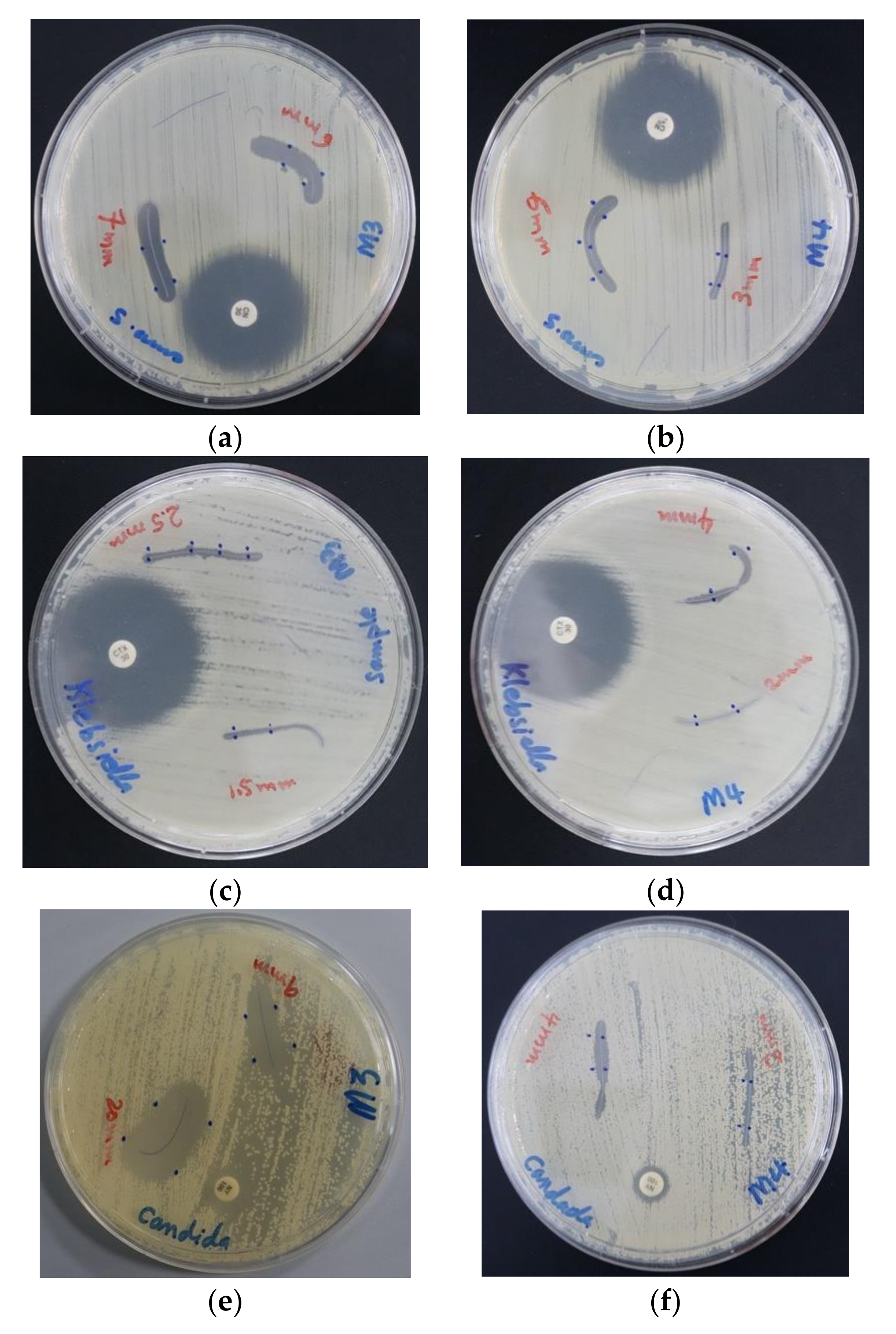 Biomimetics 05 00045 g007