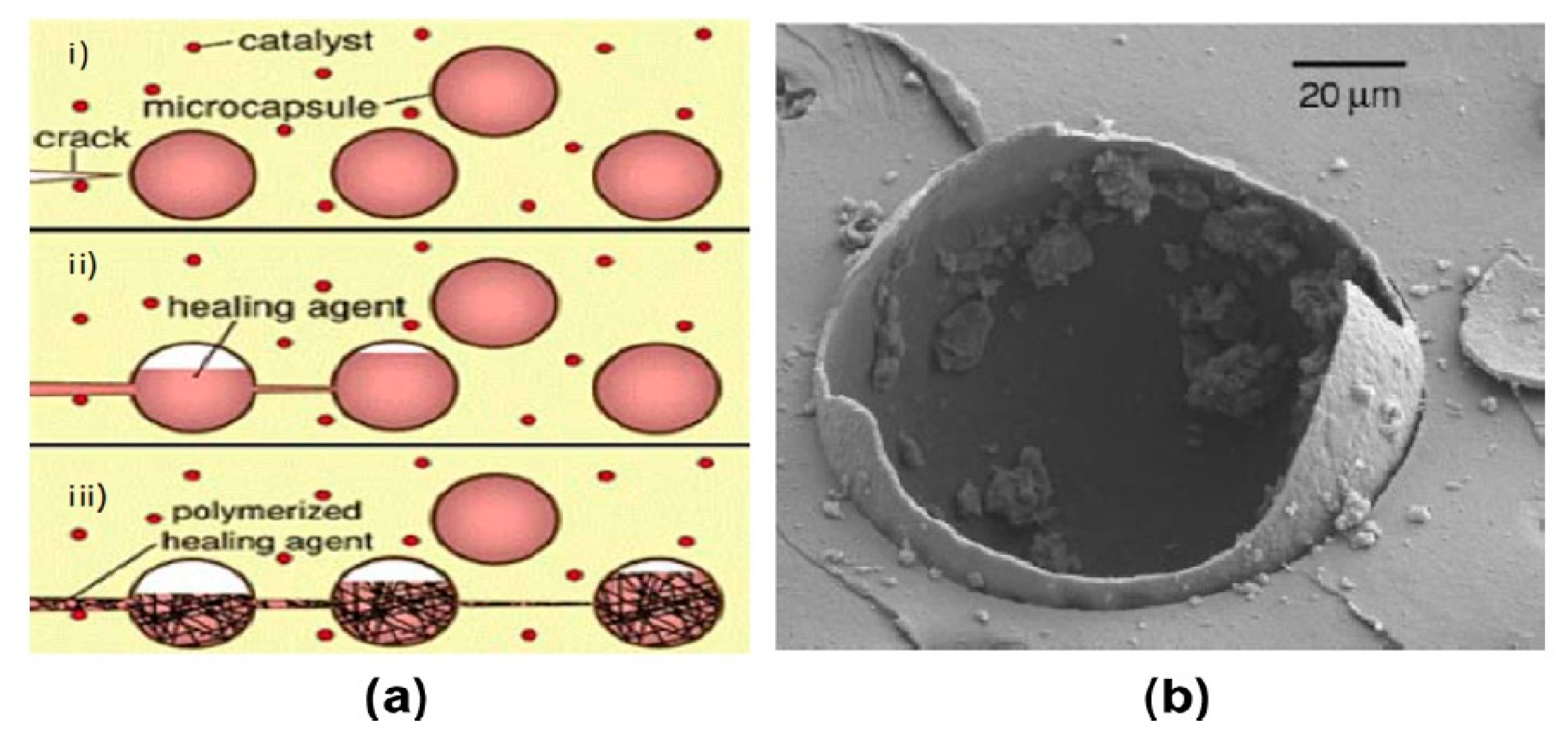 Biomimetics 05 00047 g008 Biomimetics 05 00047 g008