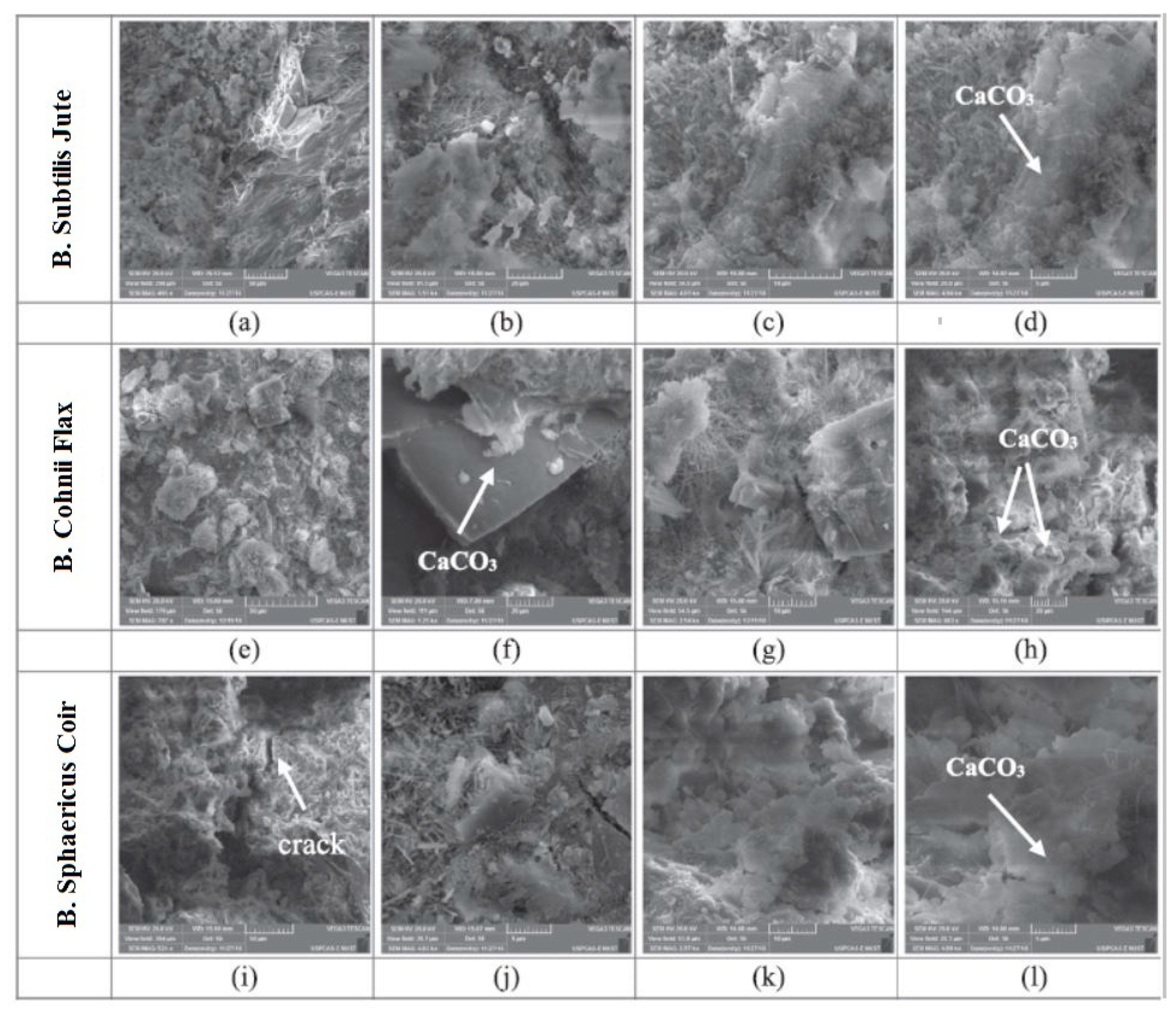 Biomimetics 05 00047 g009 Biomimetics 05 00047 g009