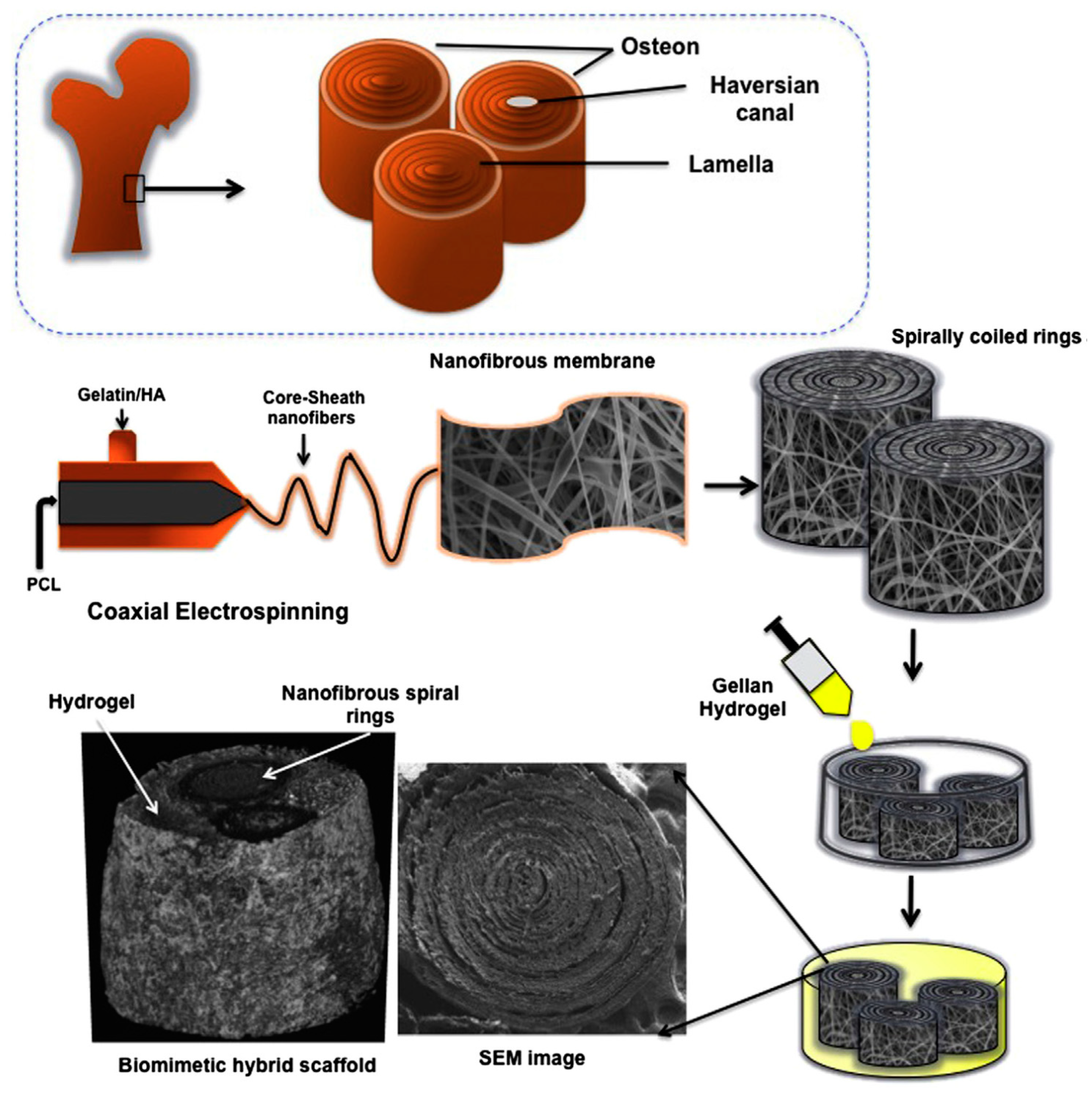 Biomimetics 05 00049 g020 Biomimetics 05 00049 g020