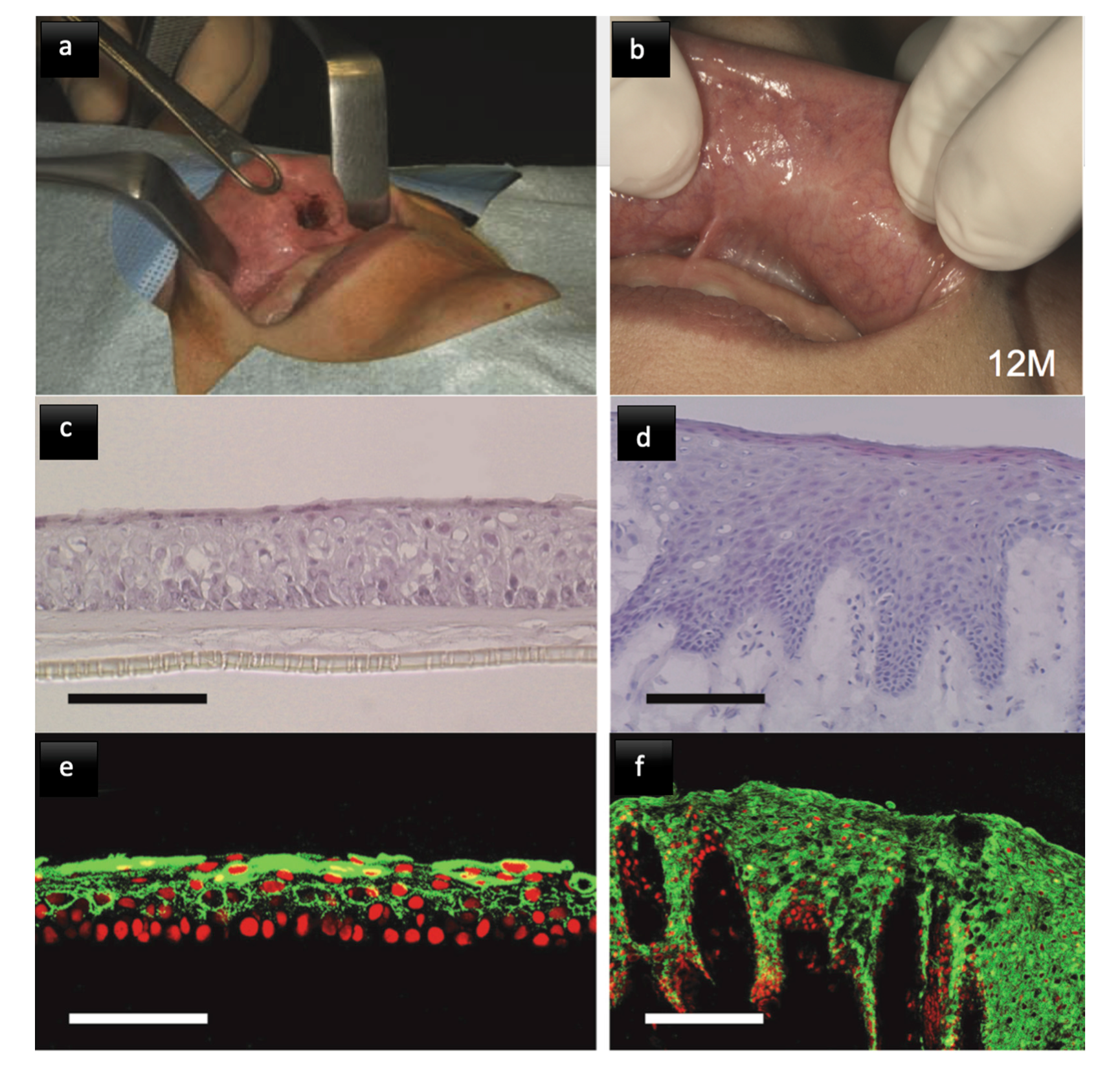 Biomimetics 05 00051 g006 Biomimetics 05 00051 g006
