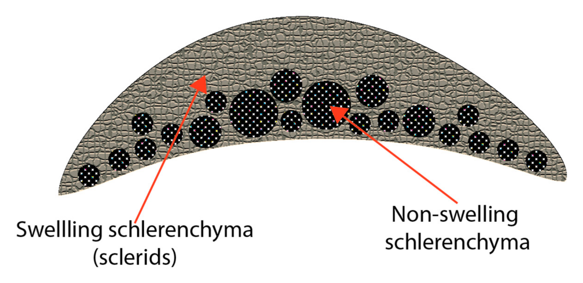 Biomimetics 05 00052 g003