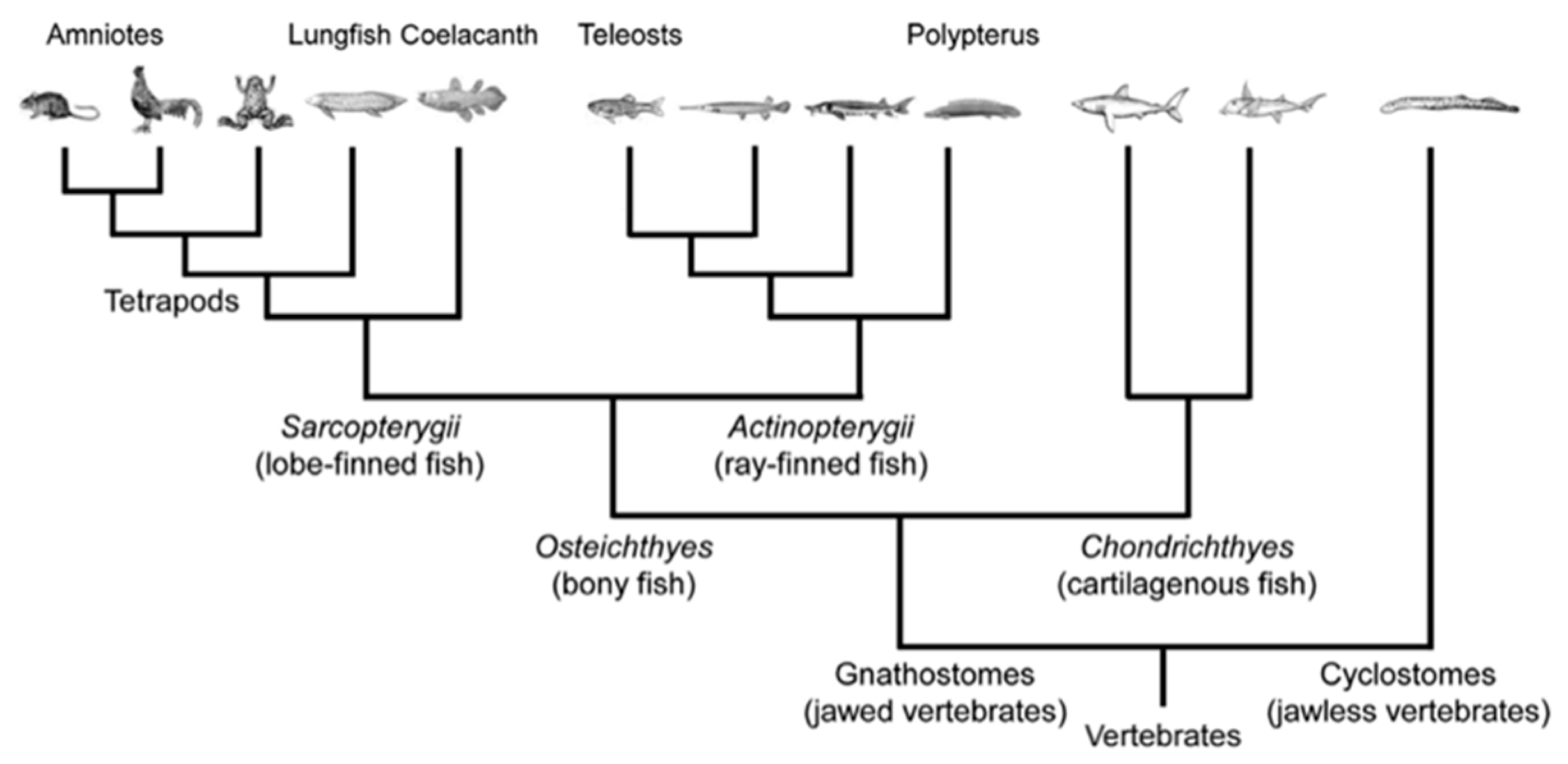 Biomimetics 05 00062 g005 Biomimetics 05 00062 g005