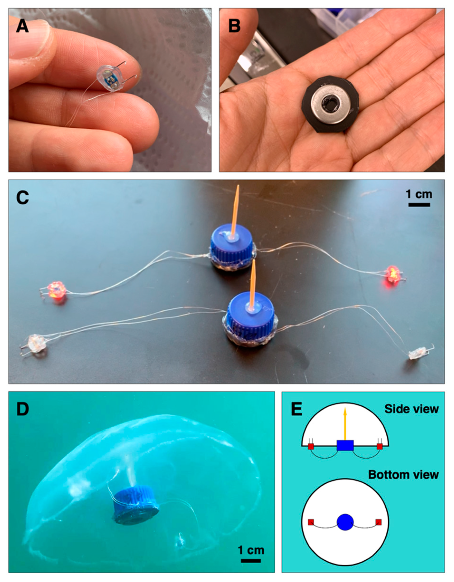 Biomimetics 05 00064 g001 Biomimetics 05 00064 g001