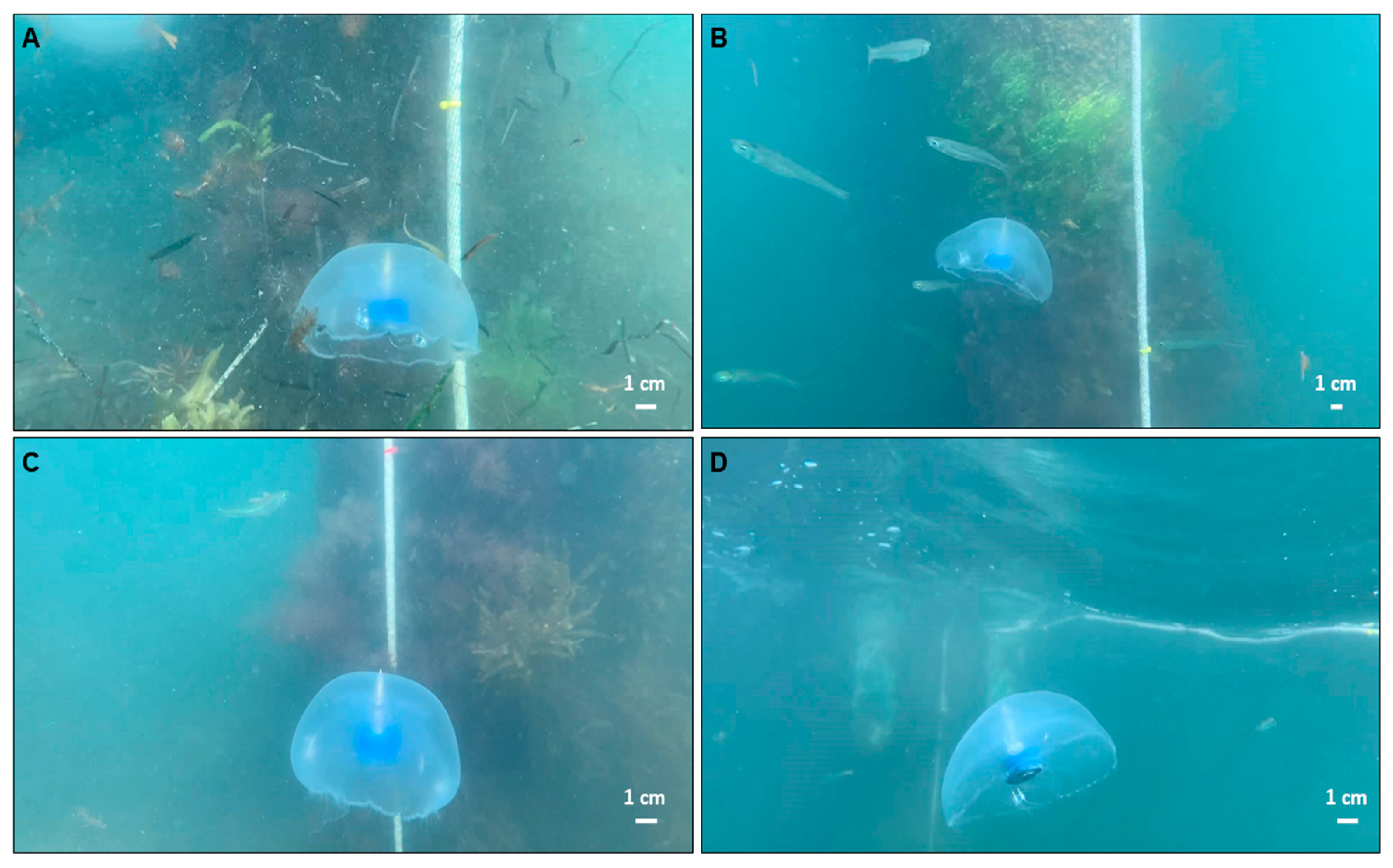 Biomimetics 05 00064 g003 Biomimetics 05 00064 g003