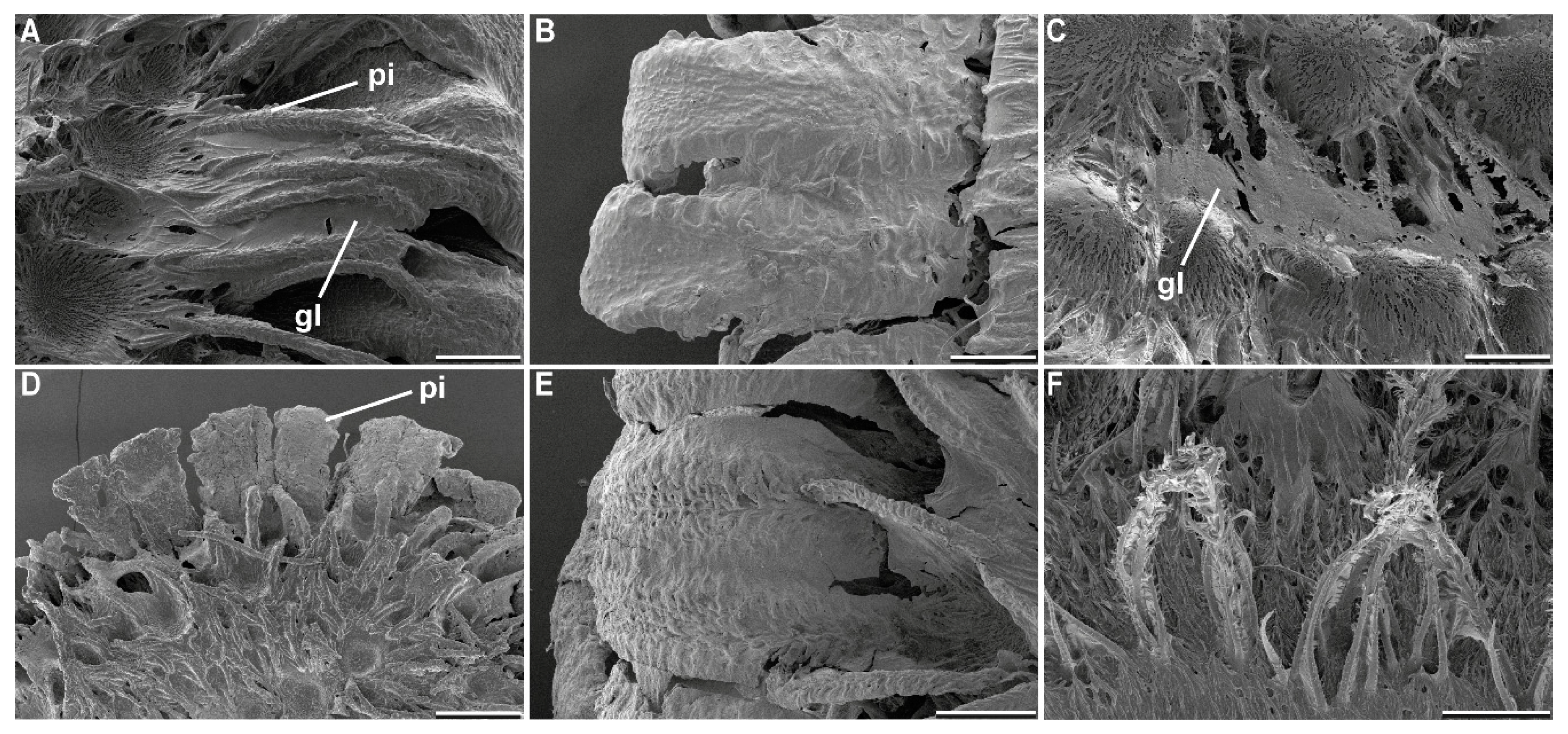 Biomimetics 05 00066 g005 Biomimetics 05 00066 g005