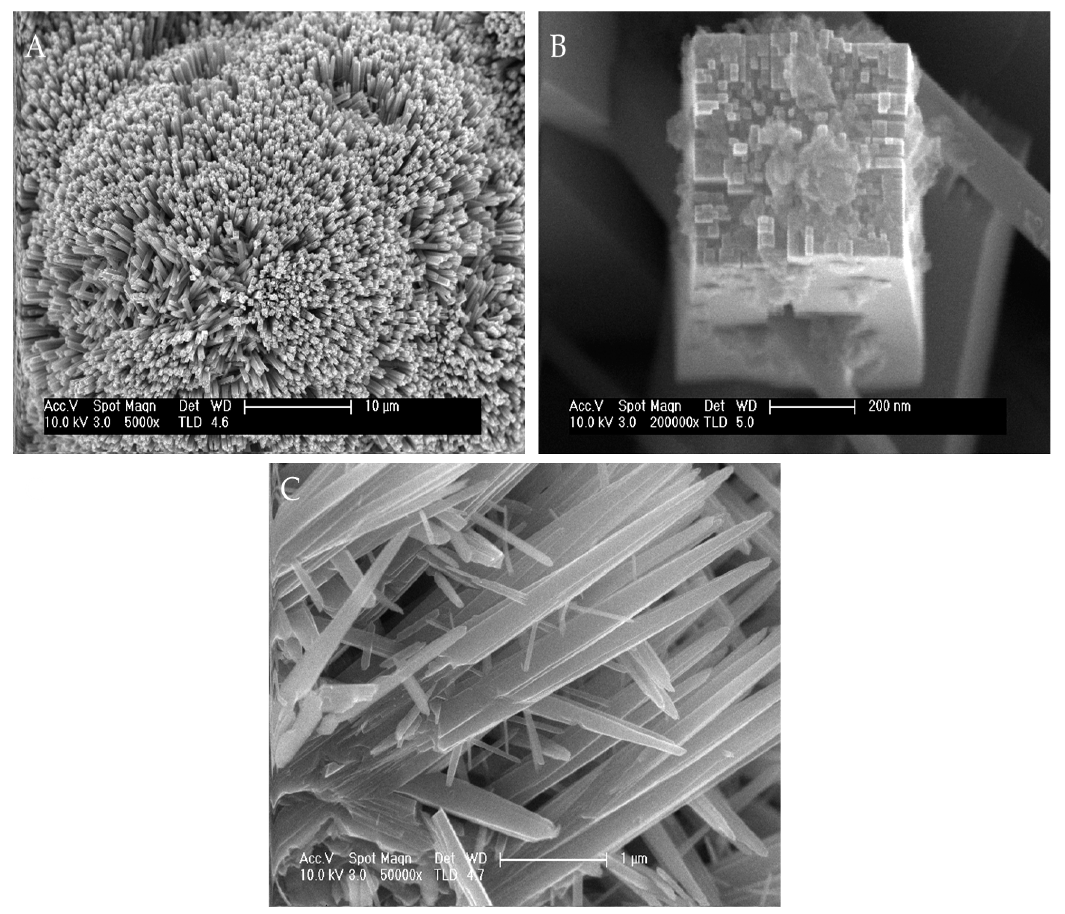 Biomimetics 06 00004 g001 Biomimetics 06 00004 g001