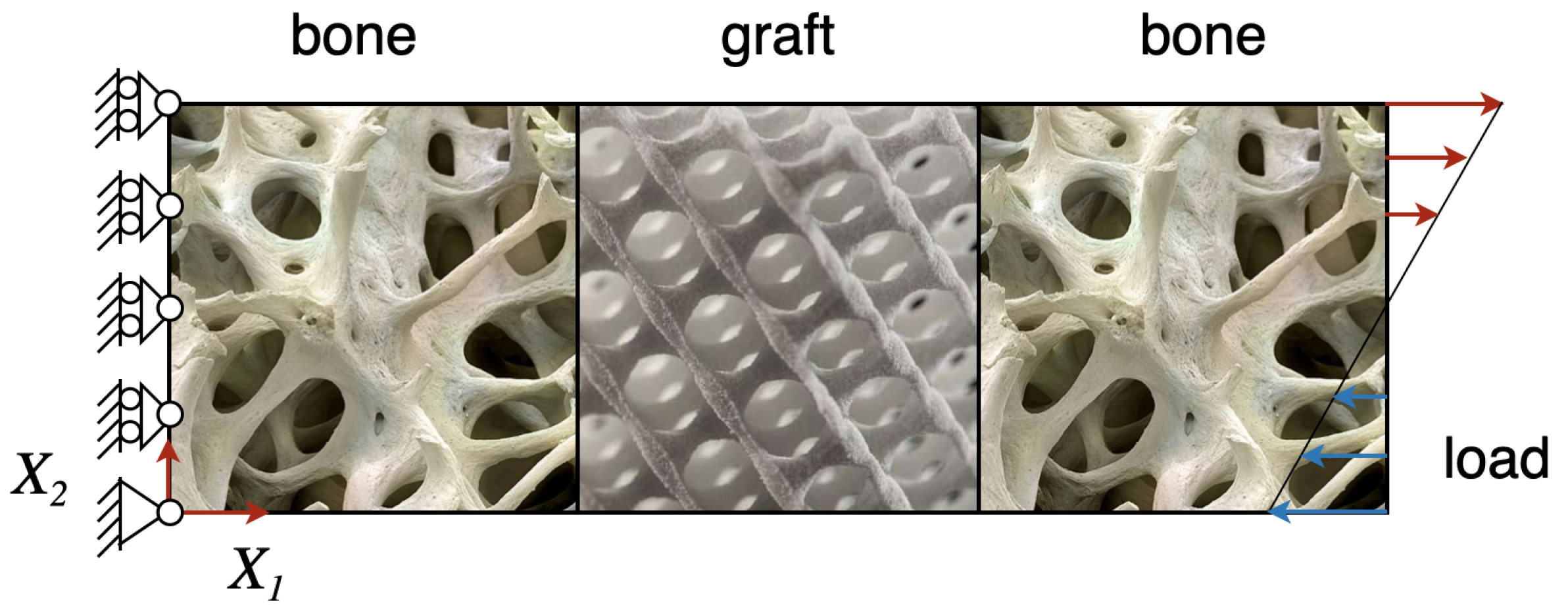 Biomimetics 06 00018 g001 Biomimetics 06 00018 g001