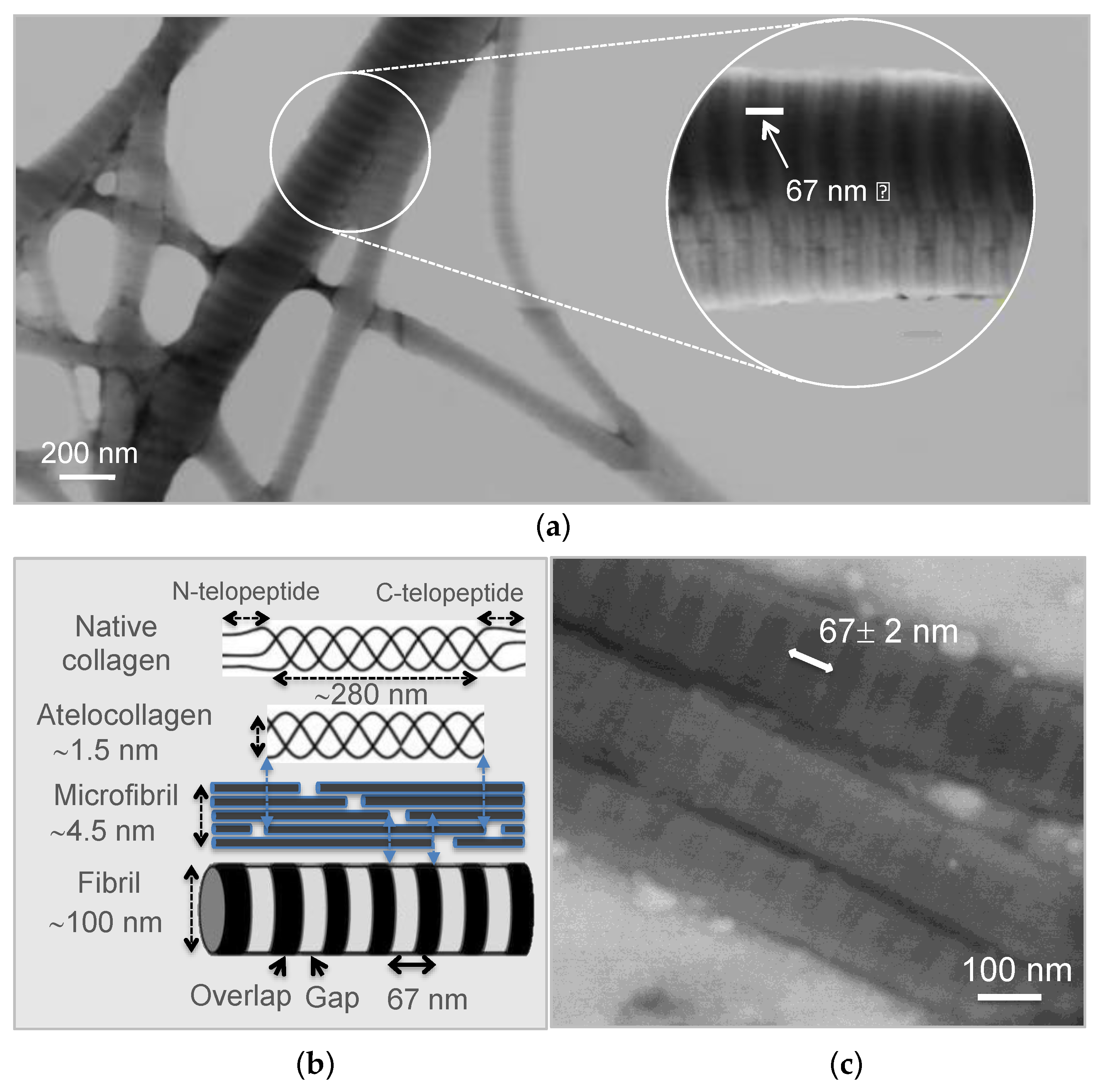 Biomimetics 06 00020 g002