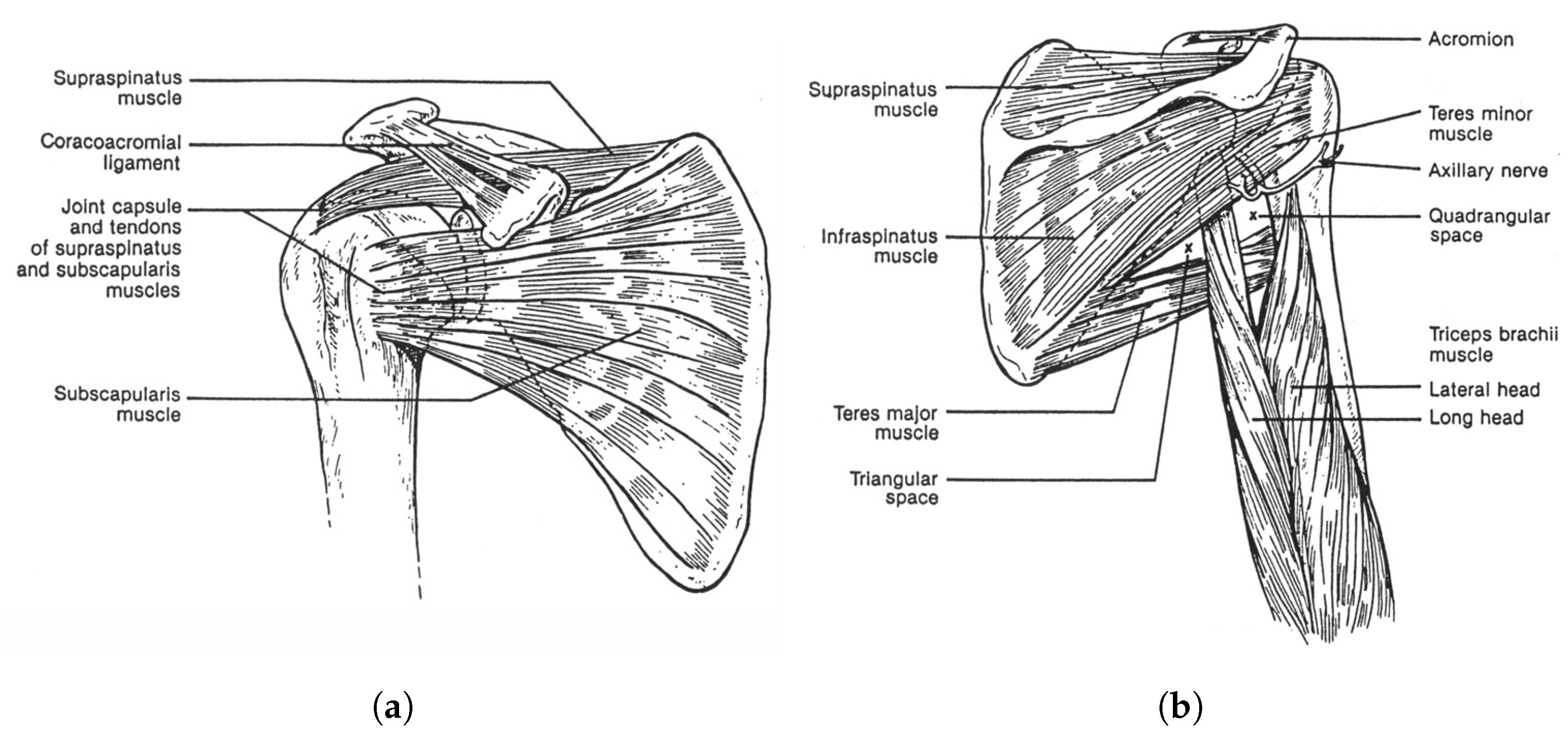 Biomimetics 06 00030 g002