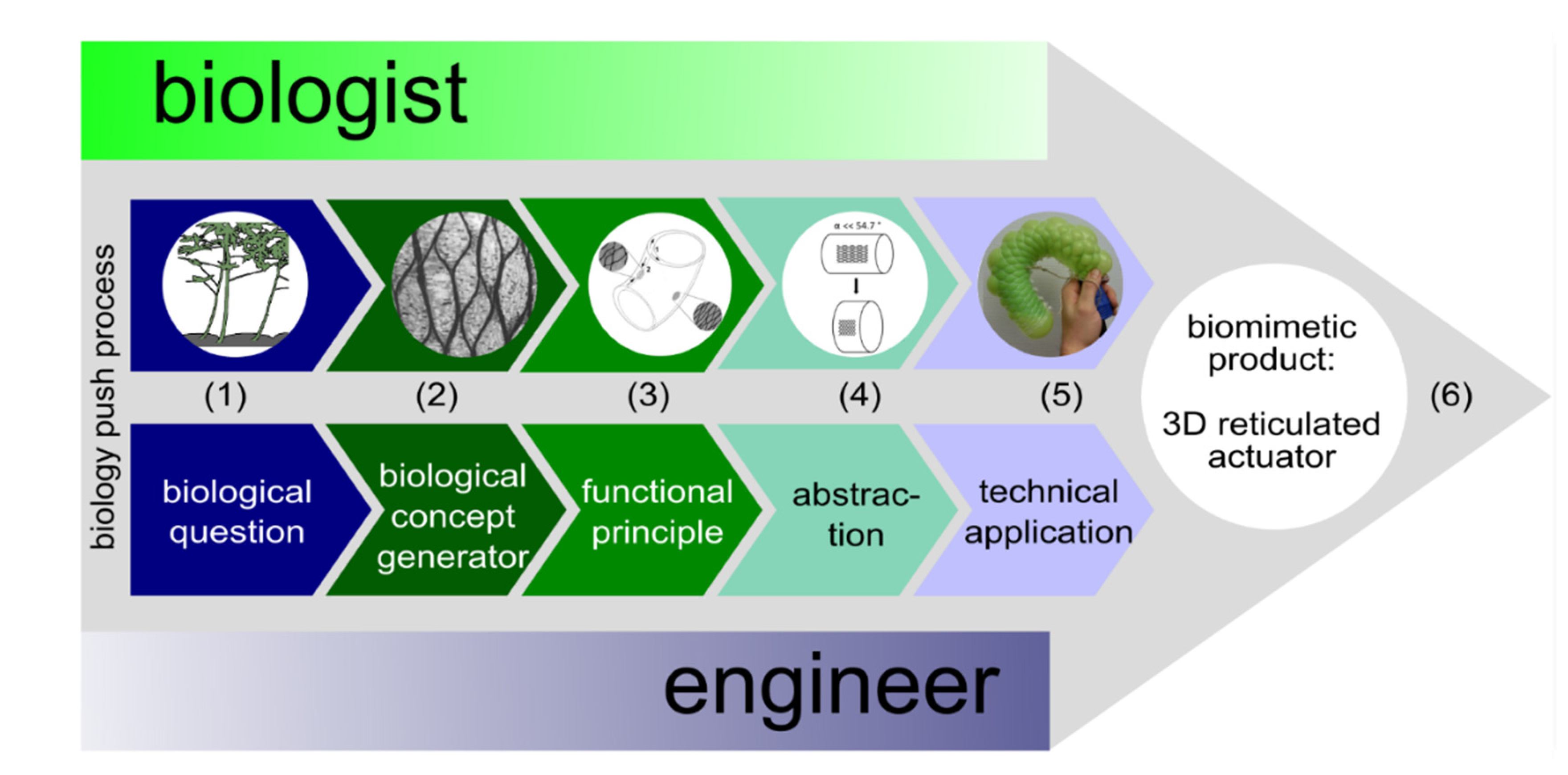 Biomimetics 06 00033 g002 Biomimetics 06 00033 g002