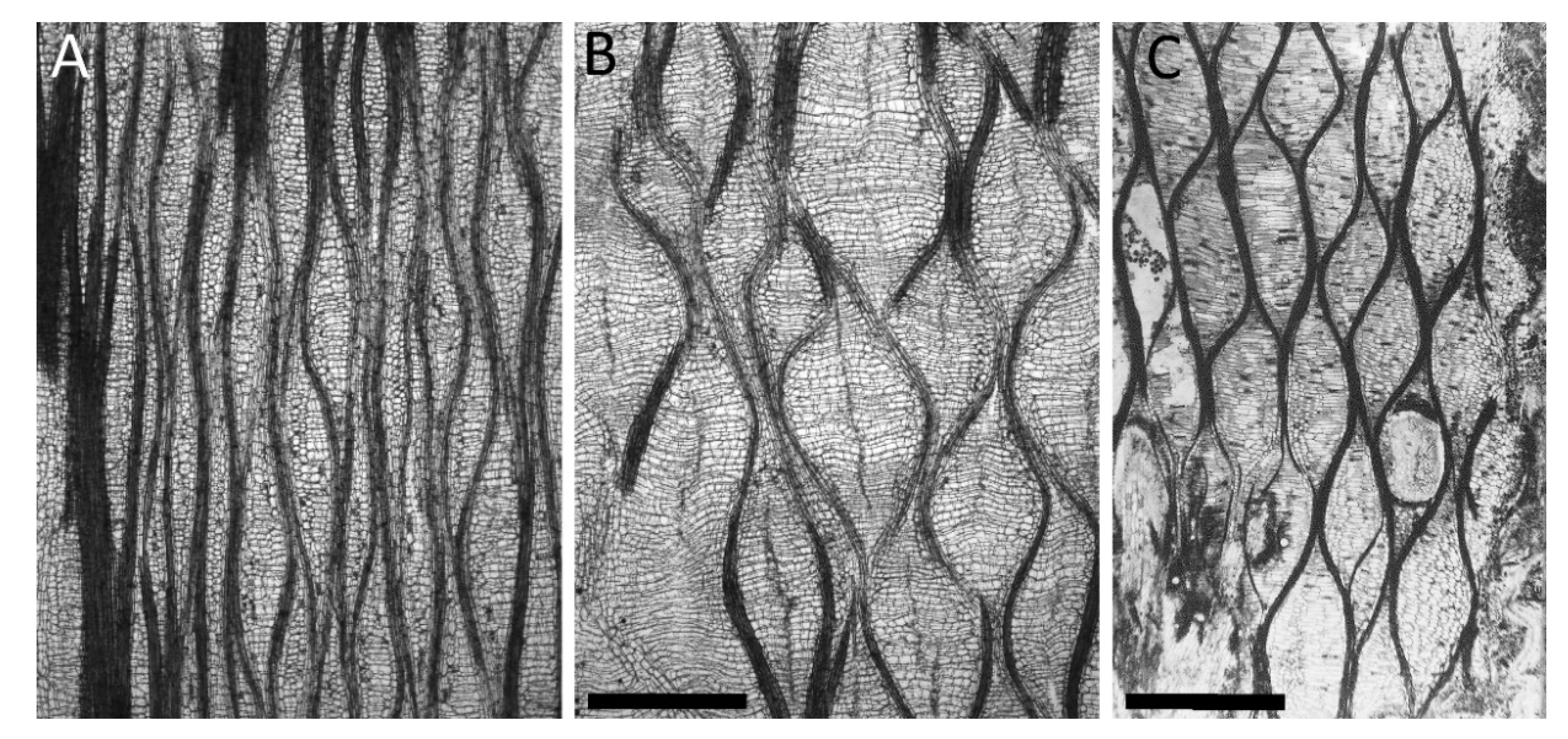 Biomimetics 06 00033 g004 Biomimetics 06 00033 g004