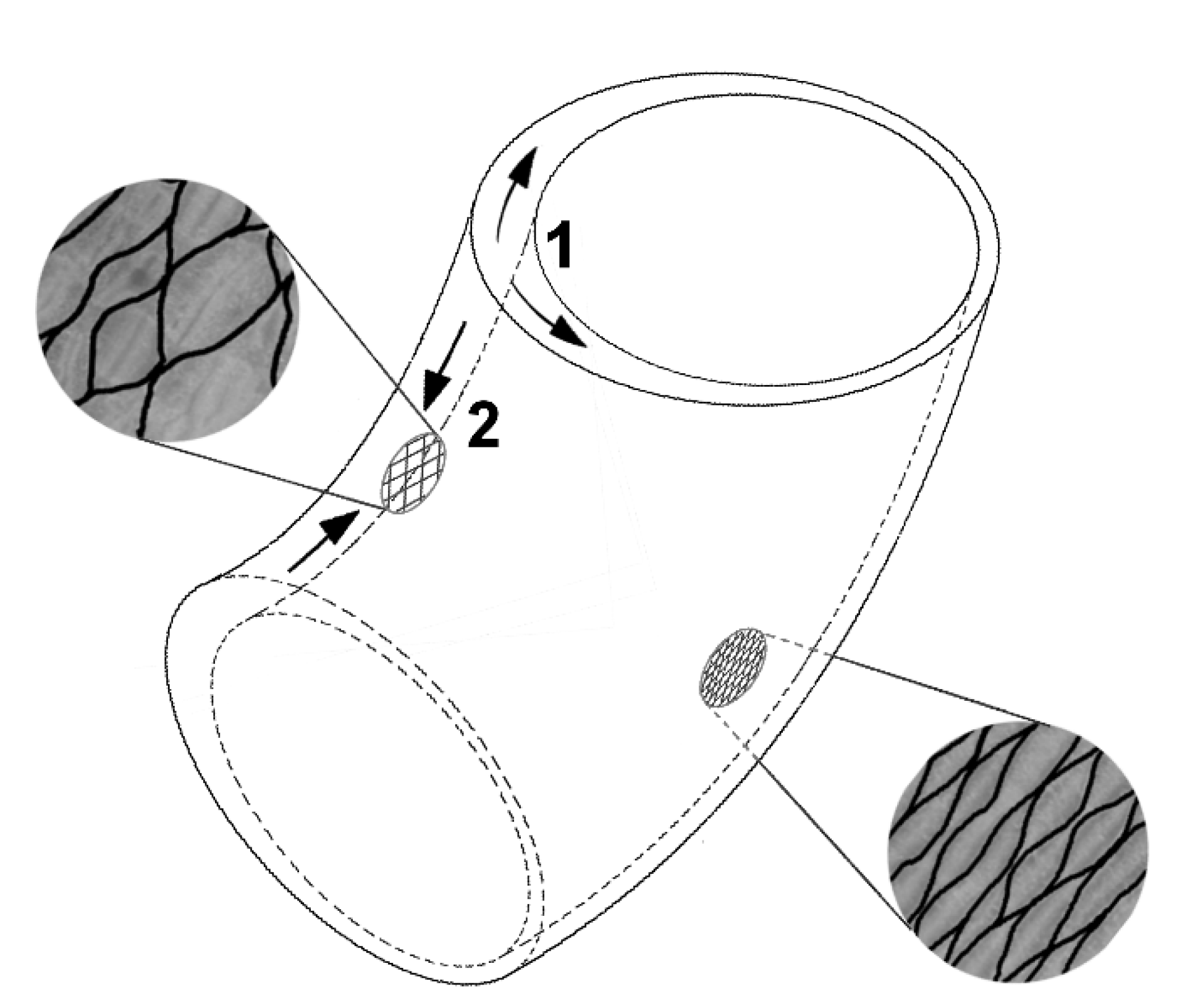 Biomimetics 06 00033 g005 Biomimetics 06 00033 g005